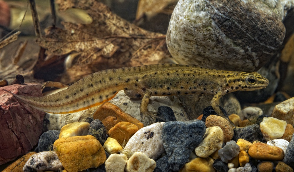 Lissotriton vulgaris southern