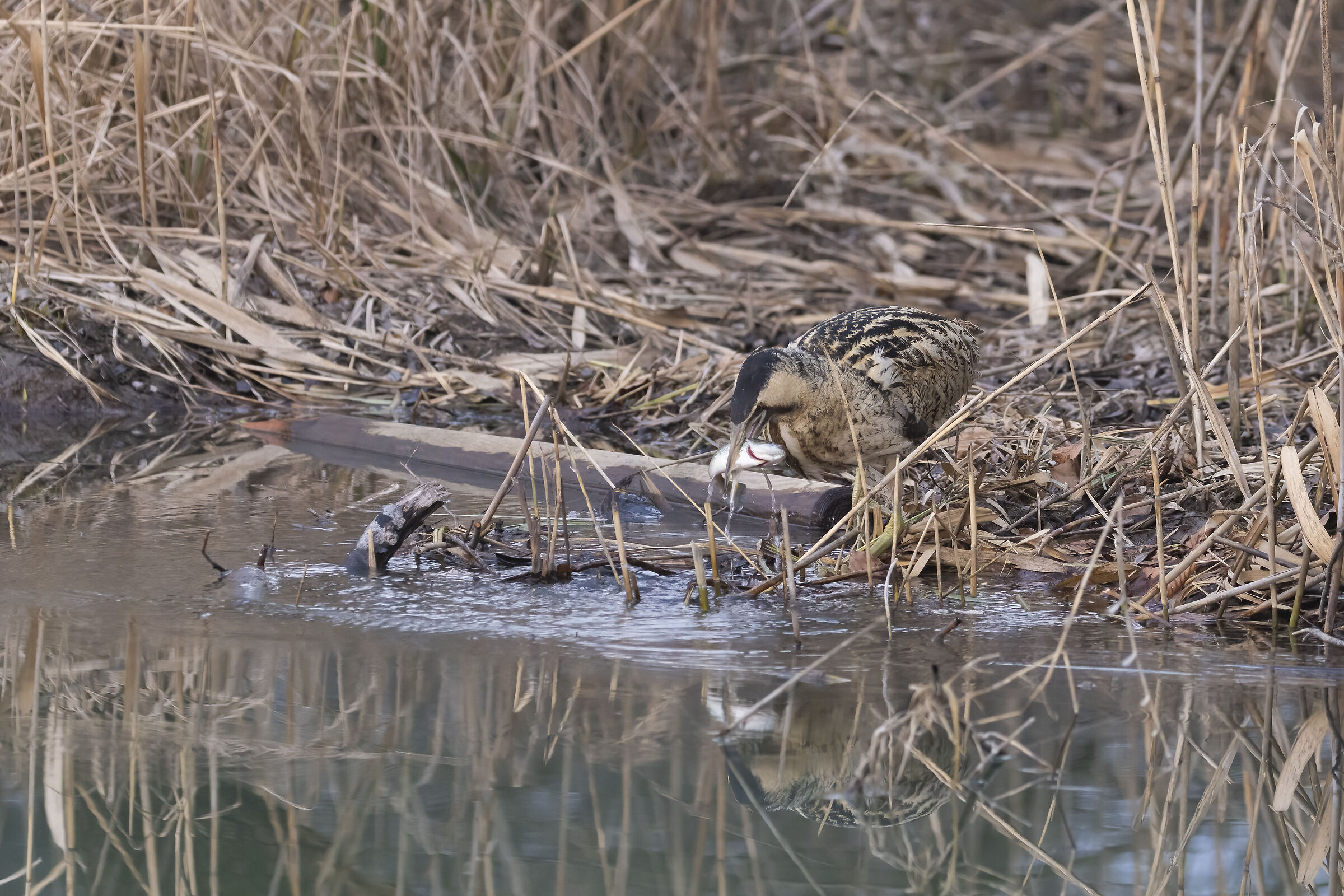 Fishing with Bittern