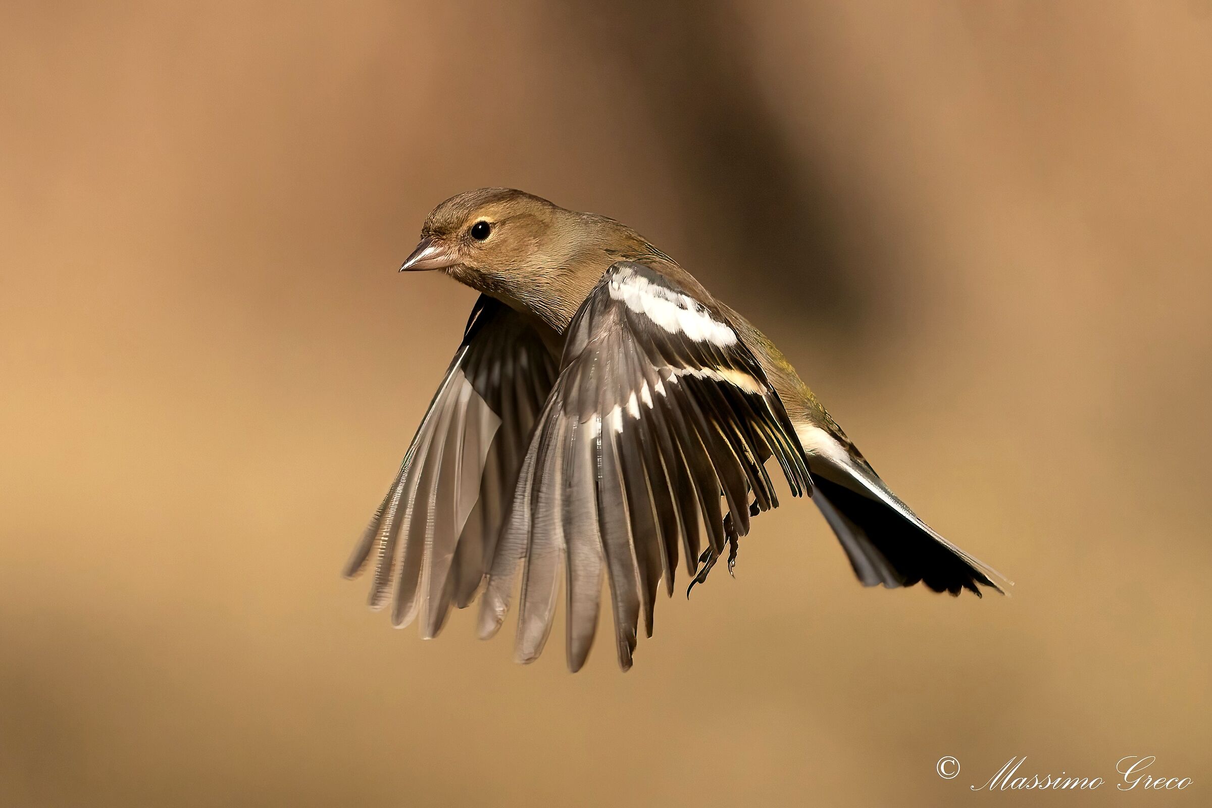 Chaffinch