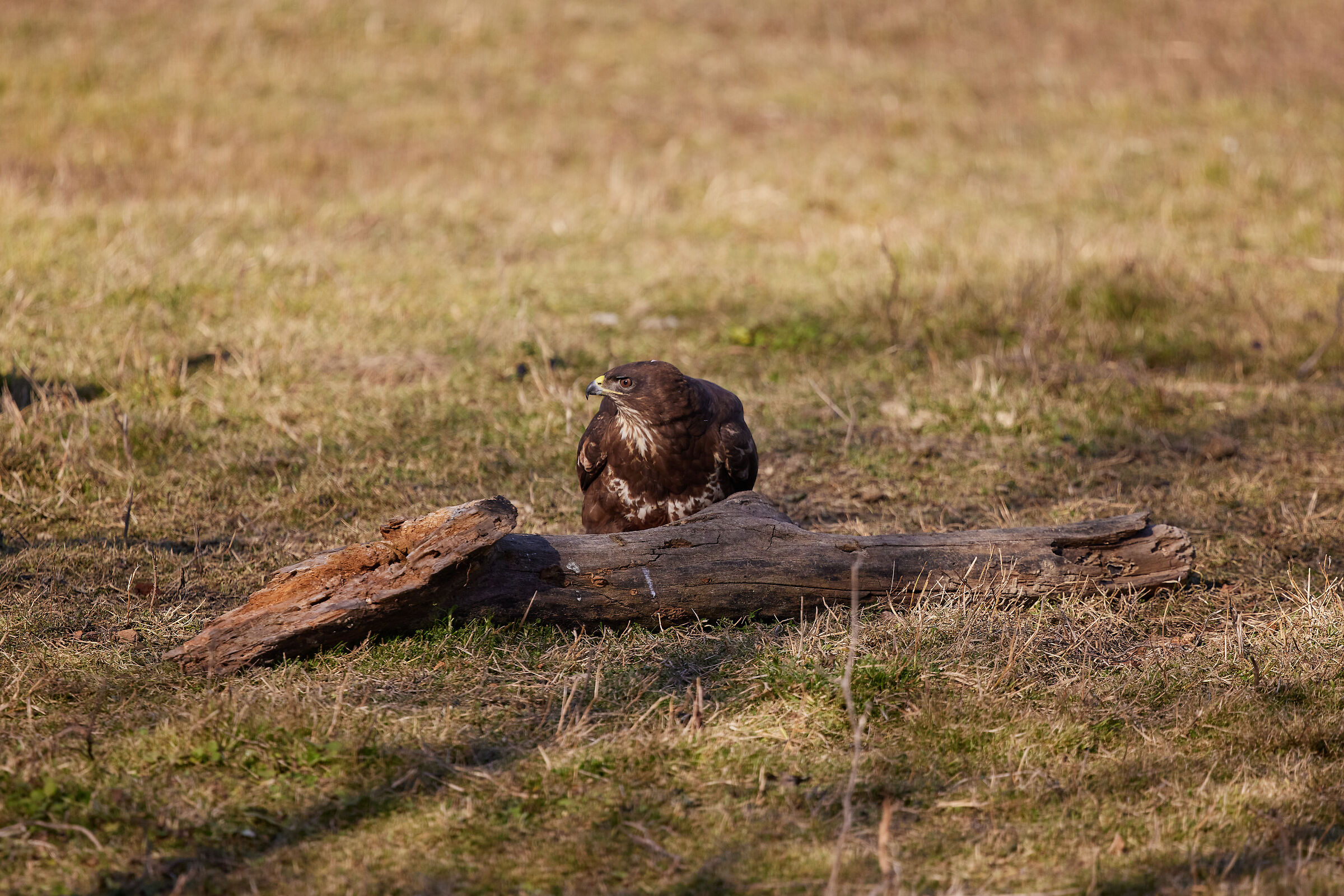 Buzzard
