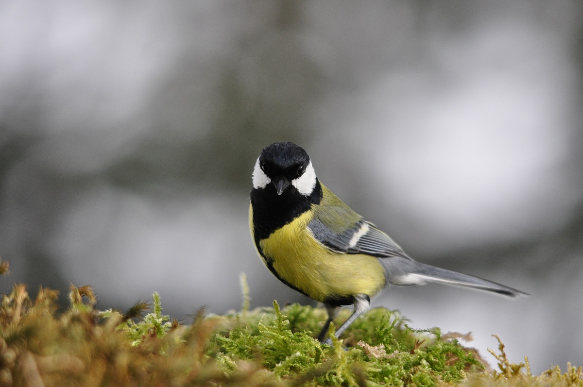 Great Tit