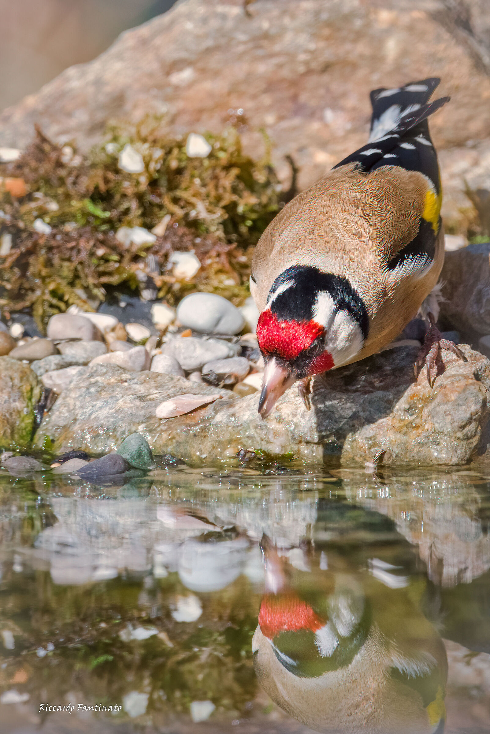 il Cardellino e l'acqua