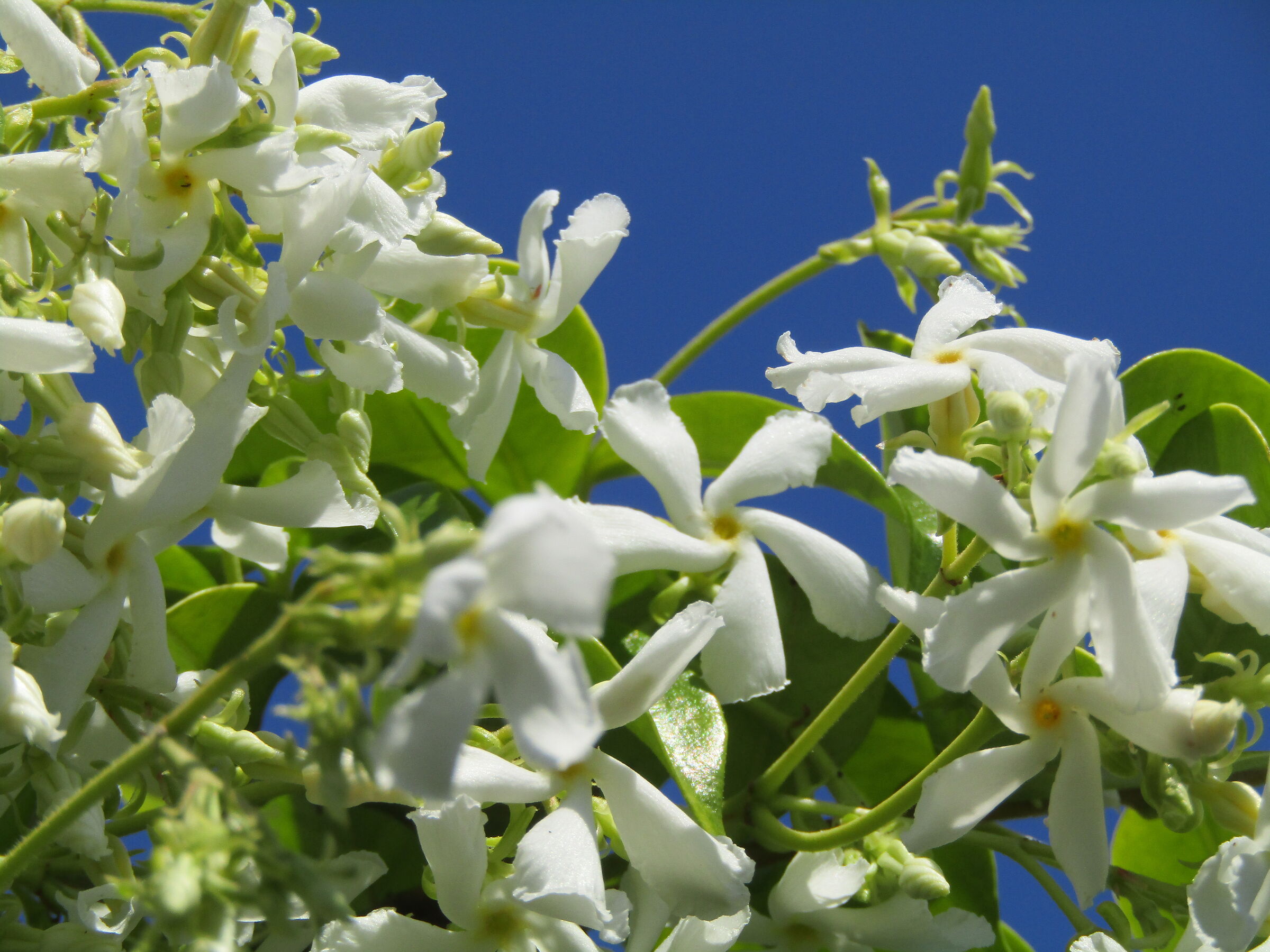Fiori di gelsomino