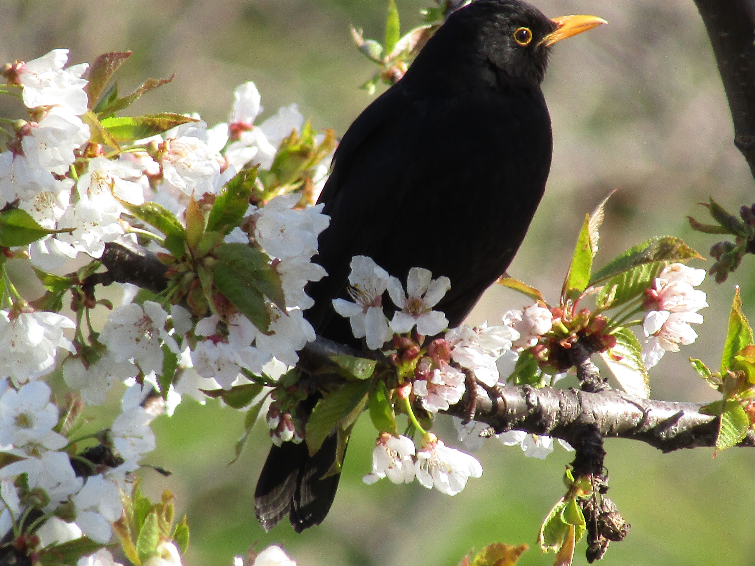 Merlo (Turdus Merula)