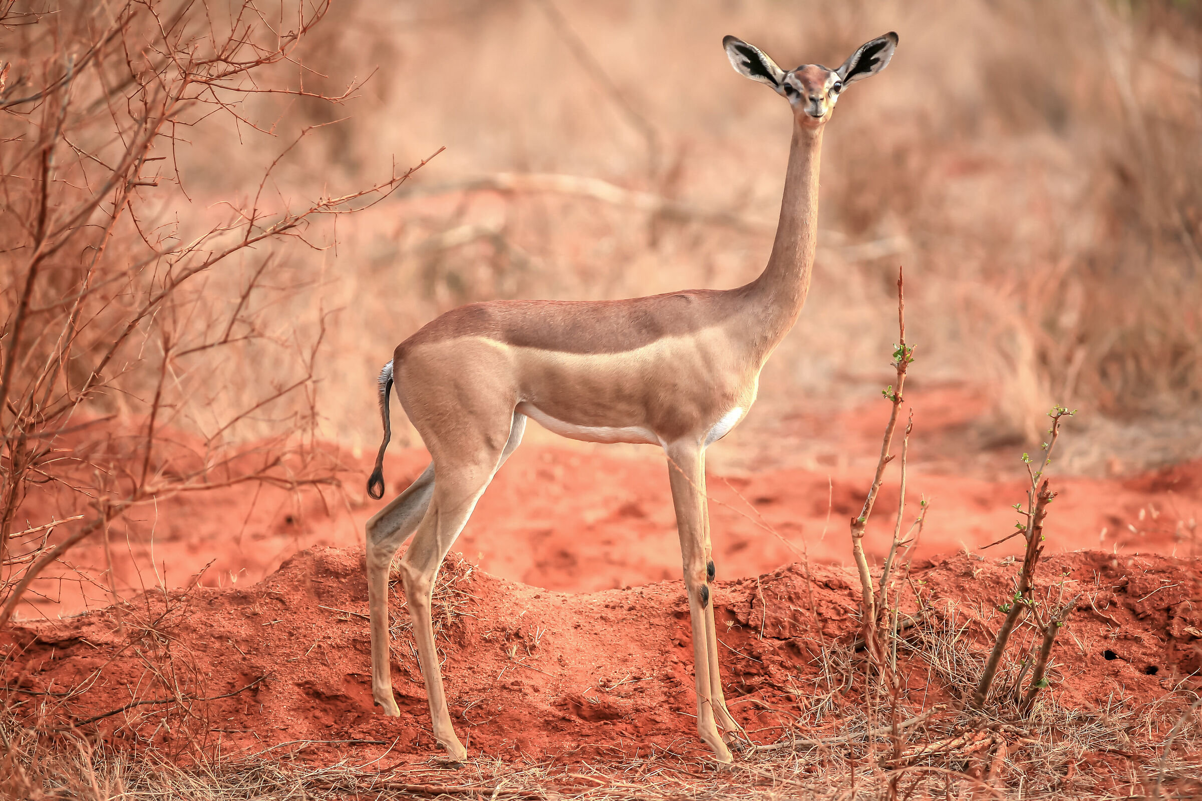 Giraffe Antelope