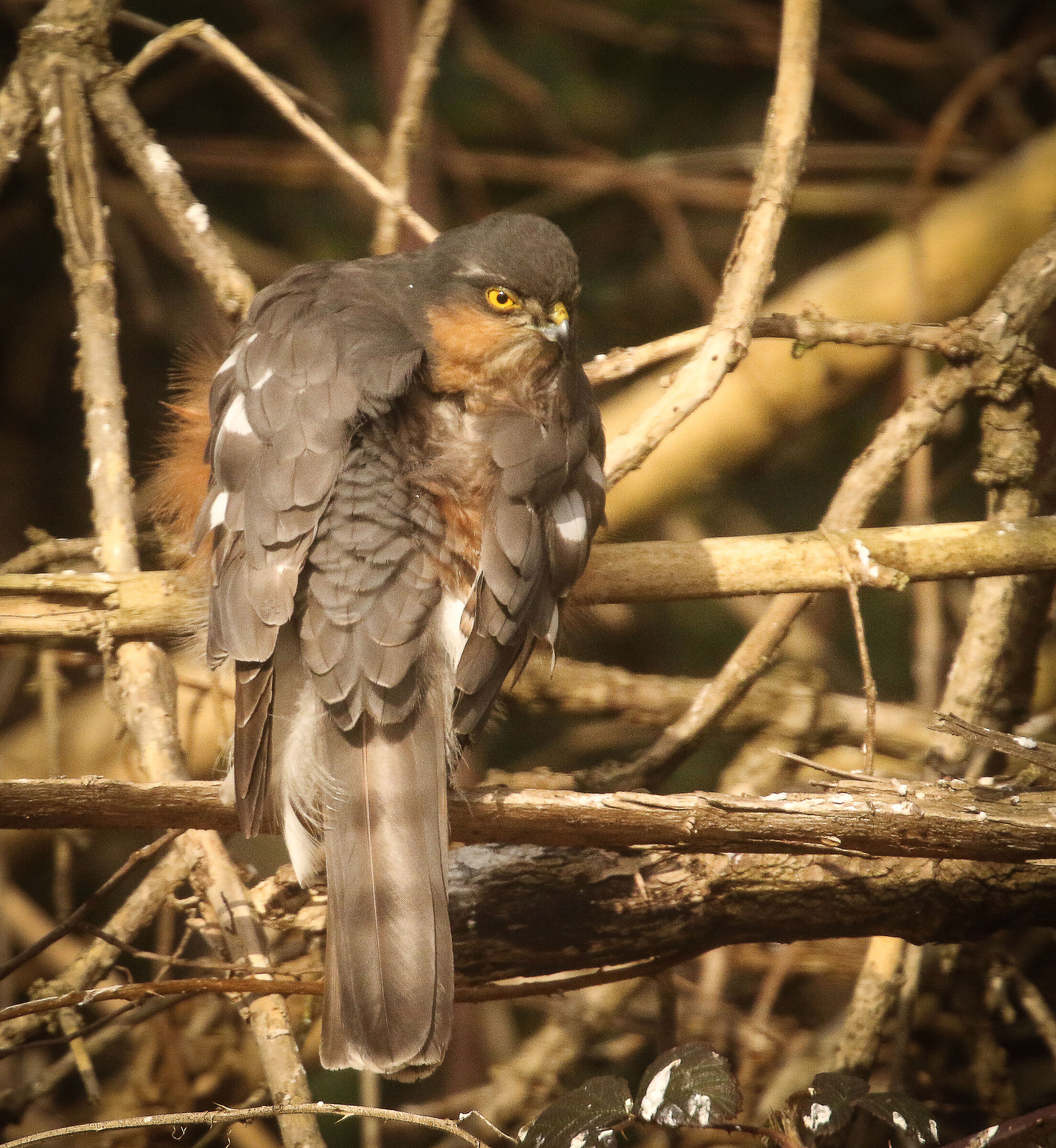 A Sparrowhawk a bit sleepy!