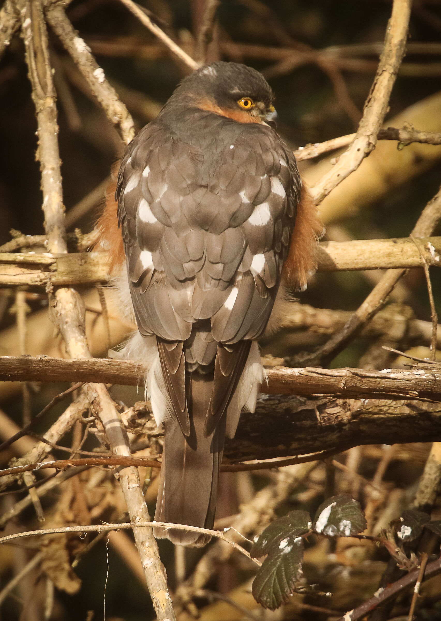 Sparrowhawk