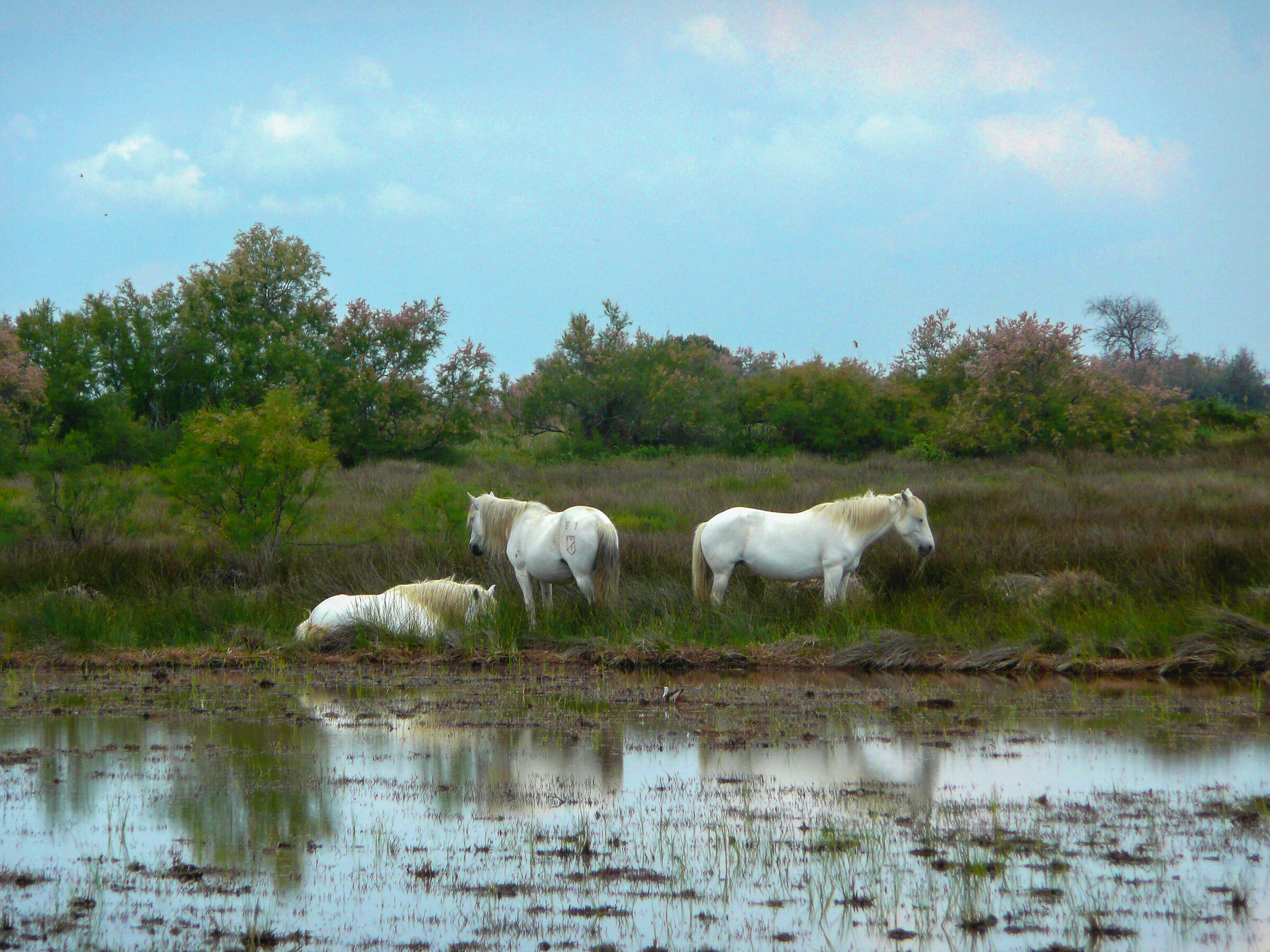 cavalli Camargue
