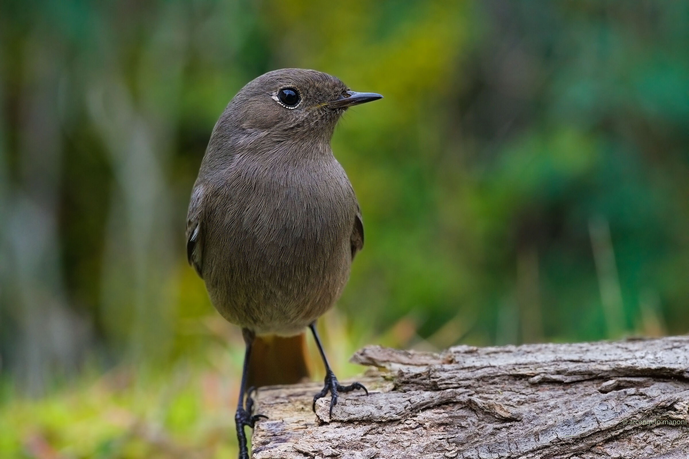 Redstart female
