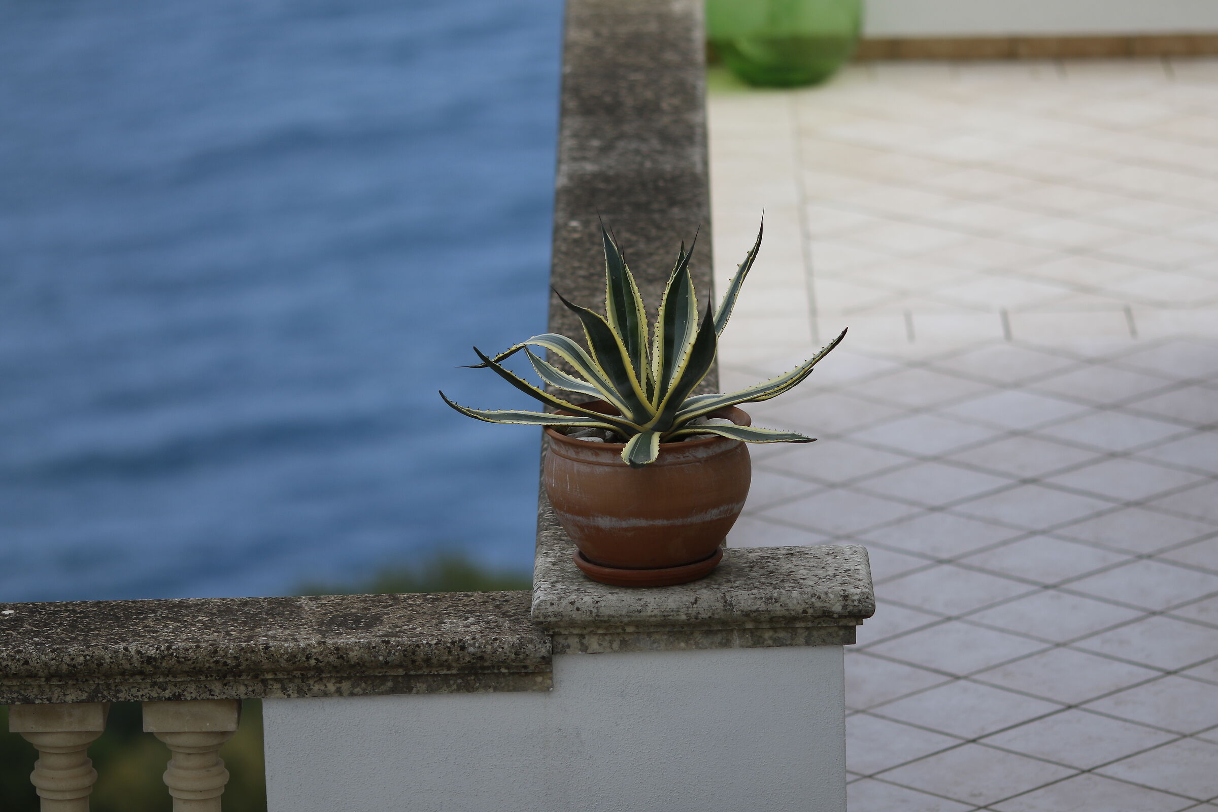 Canon 7D II- 135, F.2 L USM