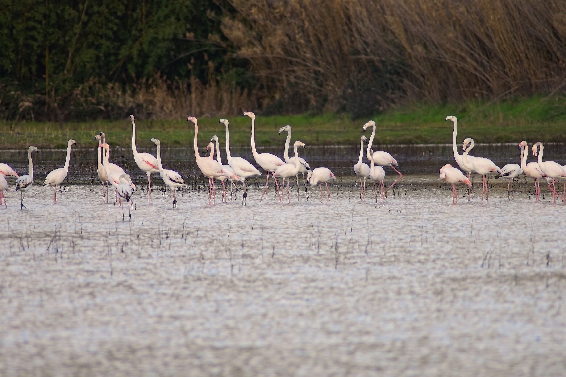 Fenicotteri a Peretola