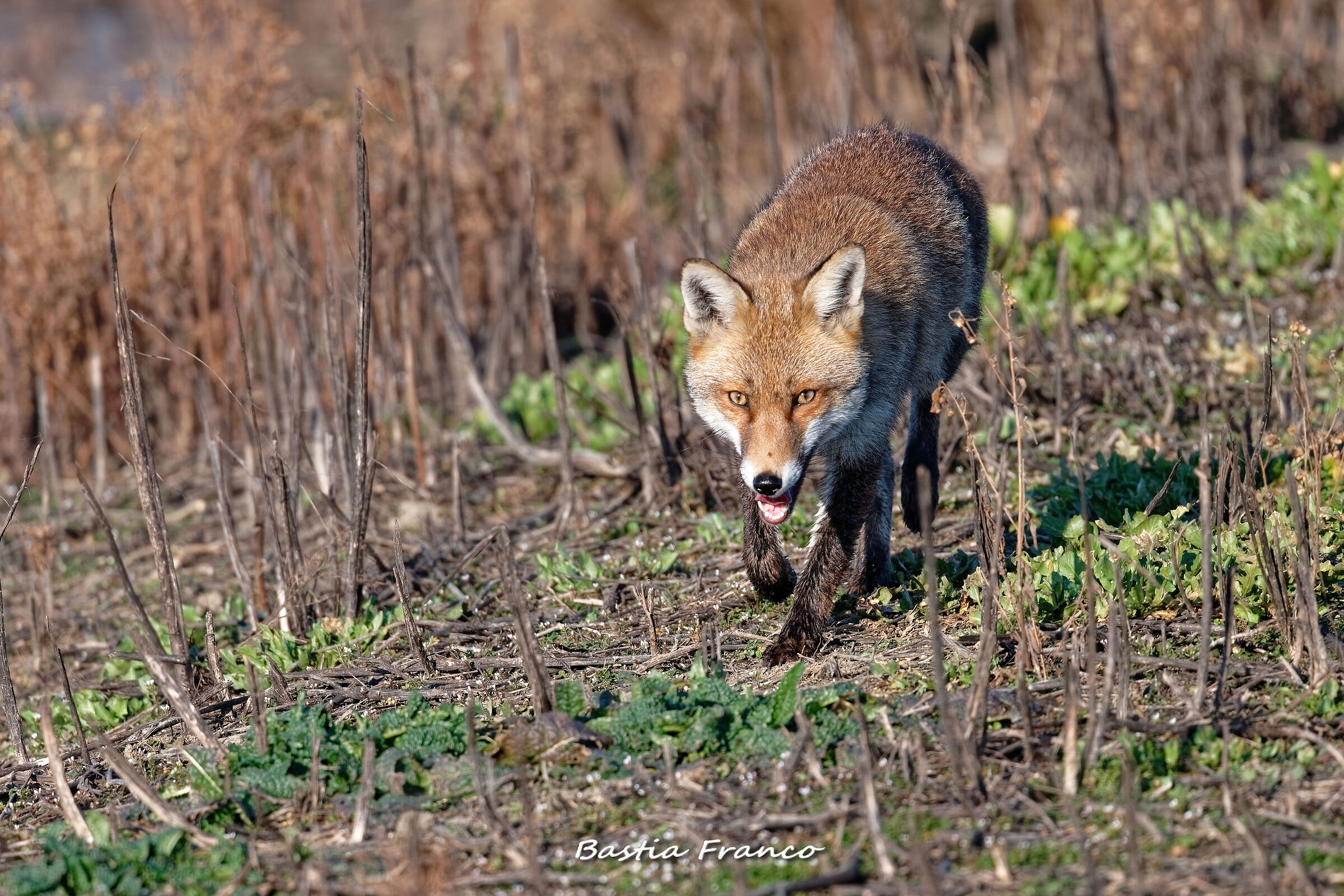 Fox 1