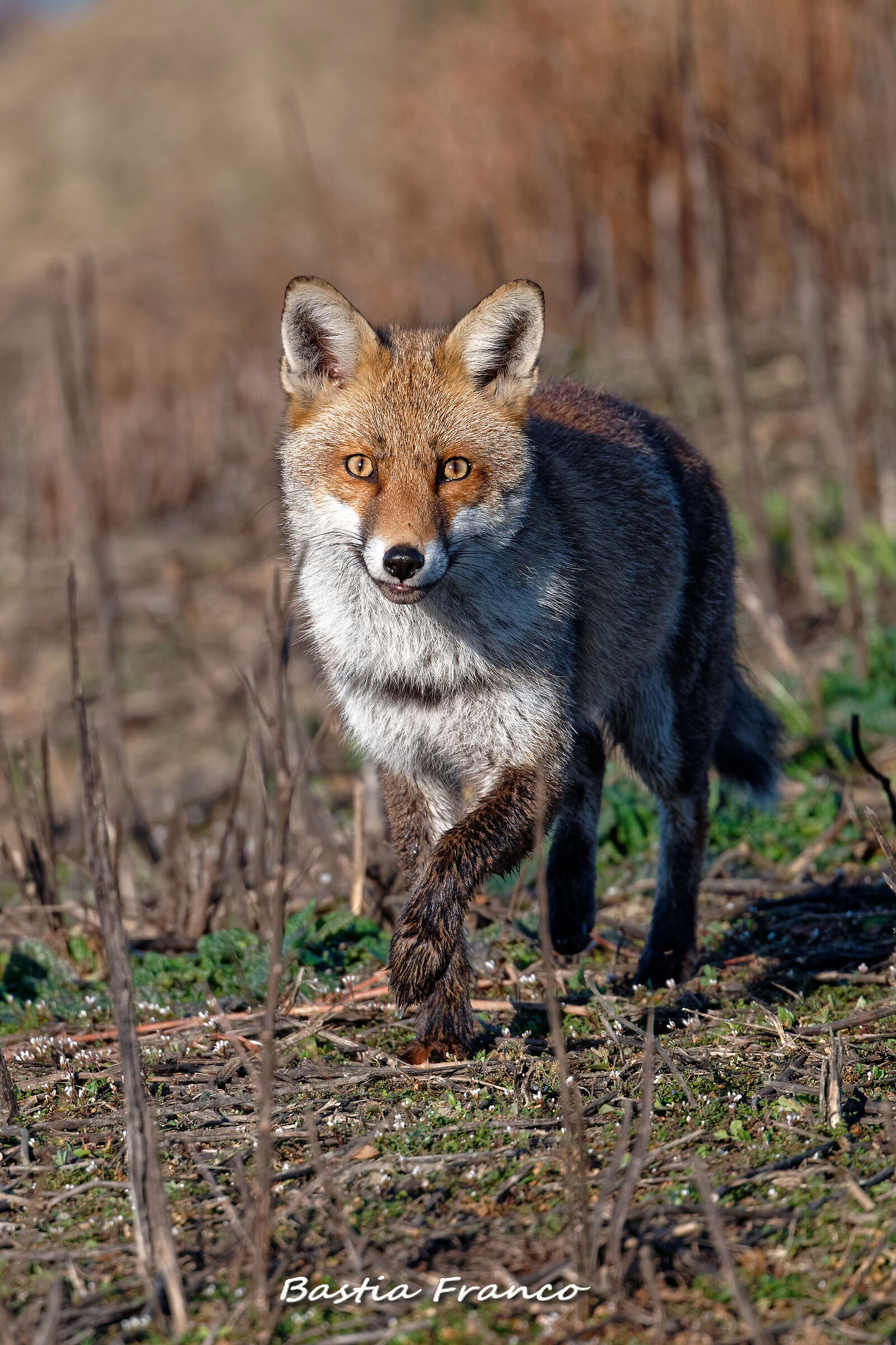 Fox 2