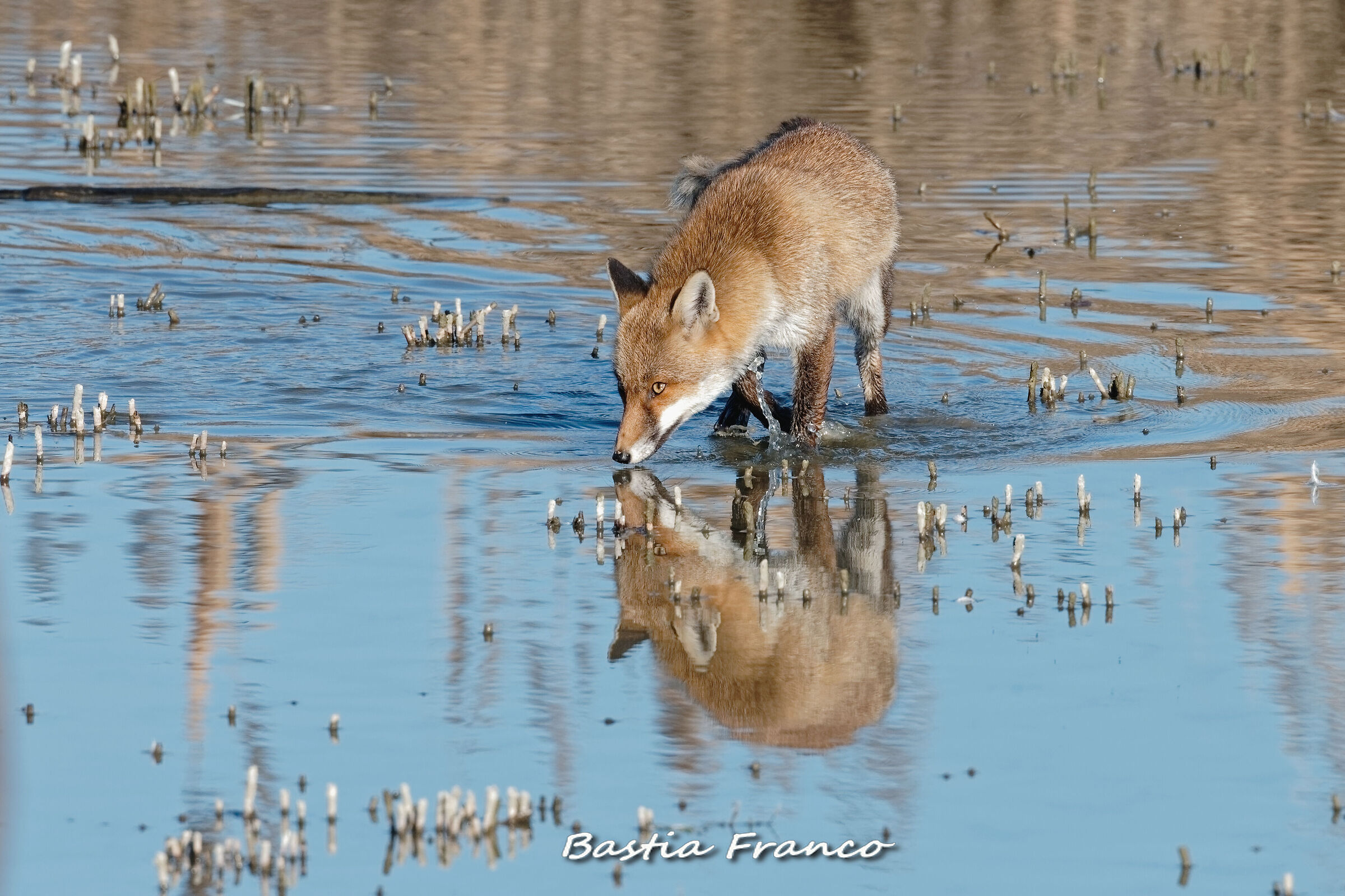 Fox 3