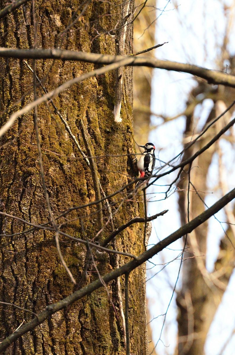 Picchio rosso maggiore