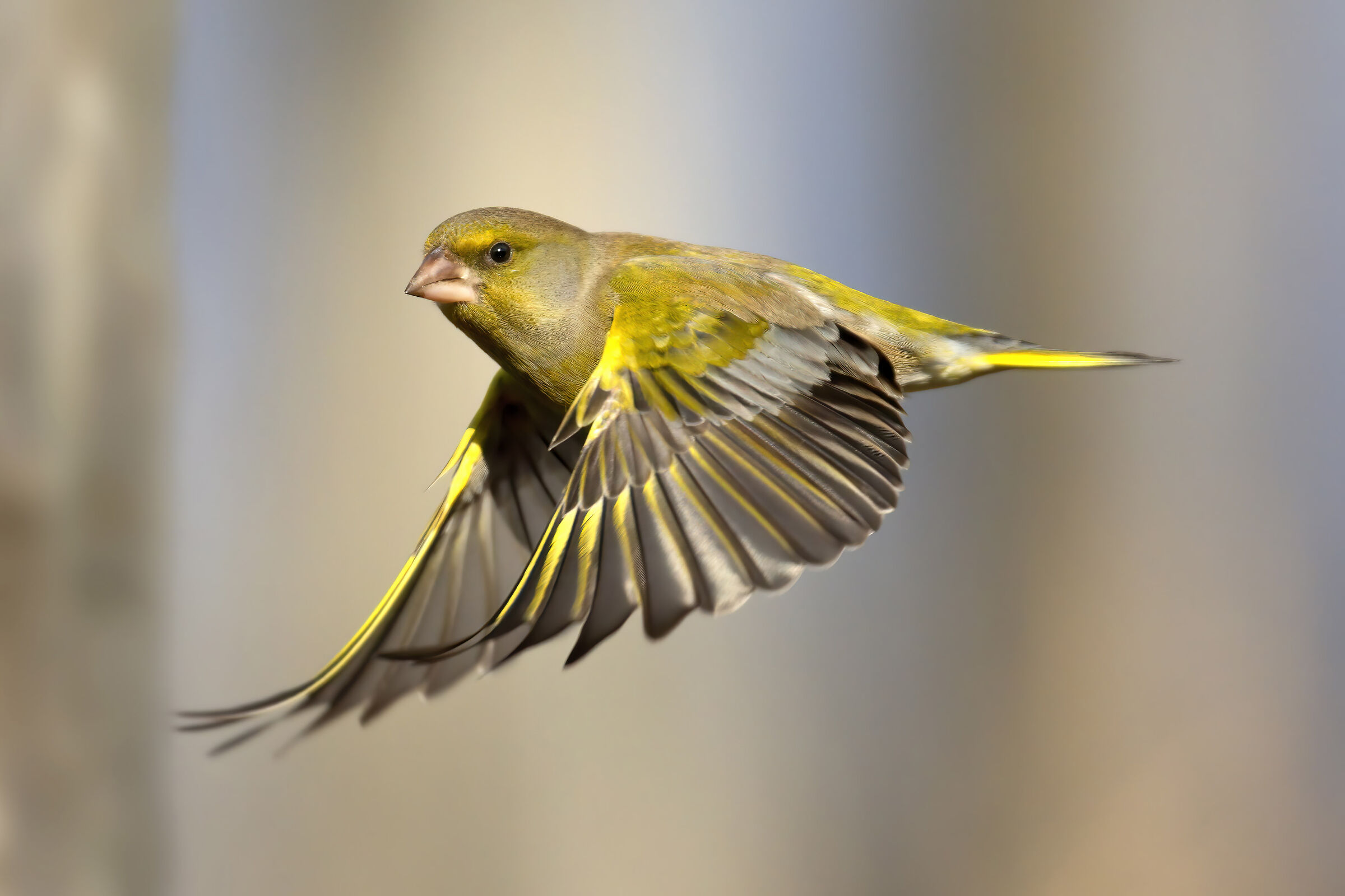 Verdone on the fly
