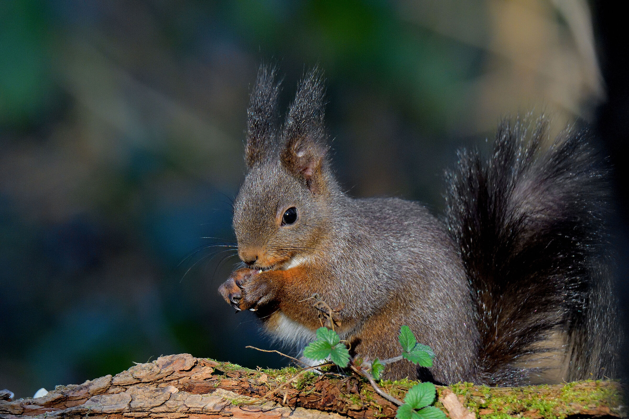 il bruno delle Groane