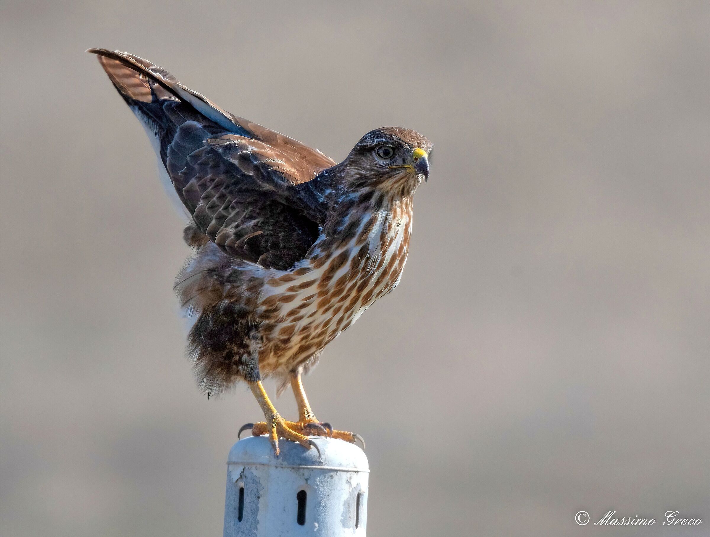 Buzzard (Buteo buteo)