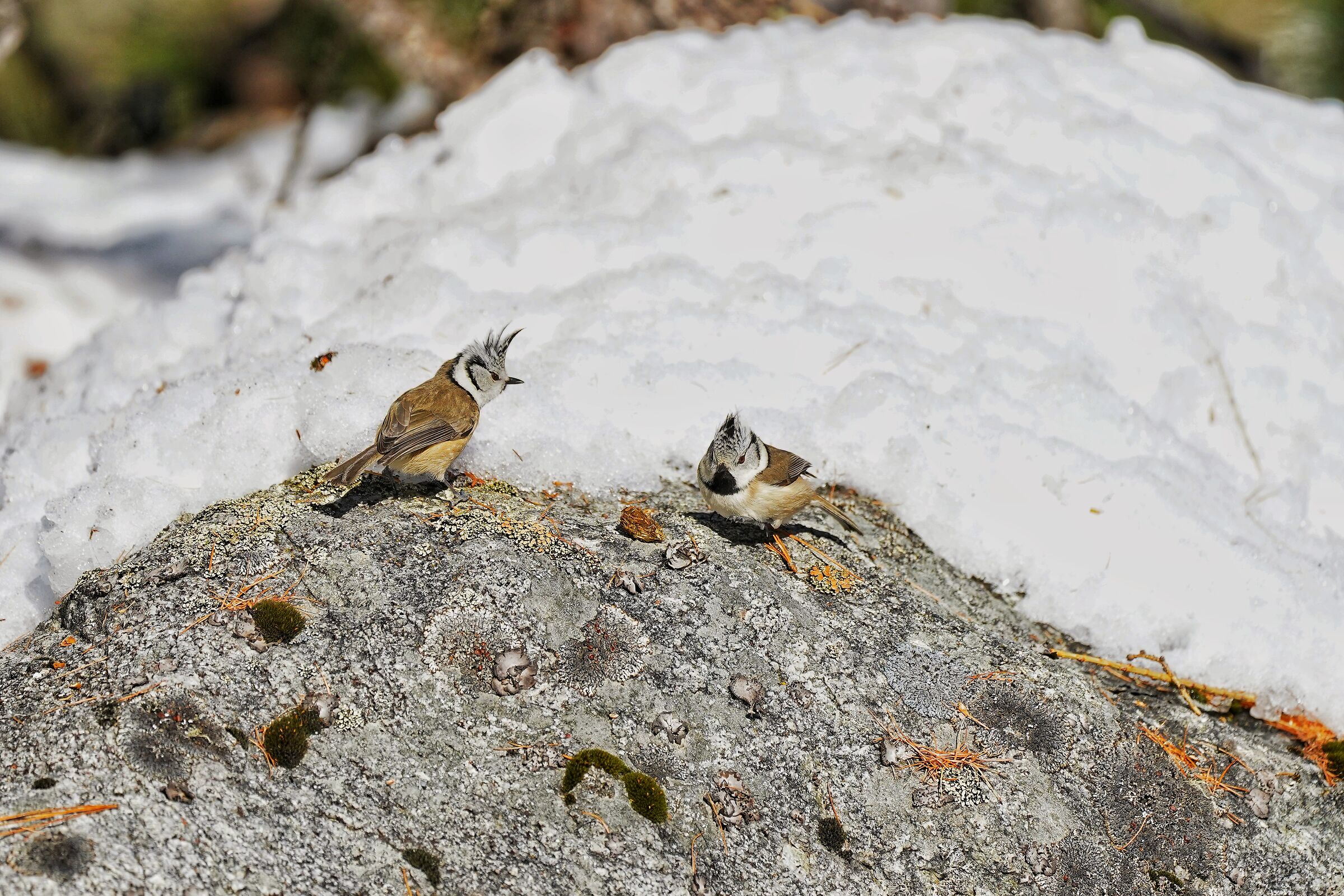 Mi fai rizzare la cresta