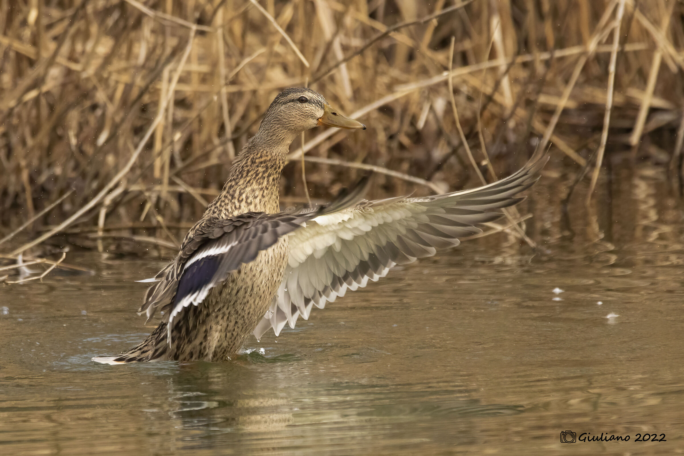 Mallard