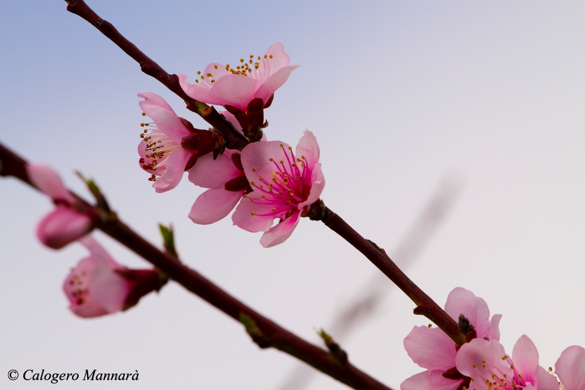 Peach blossoms