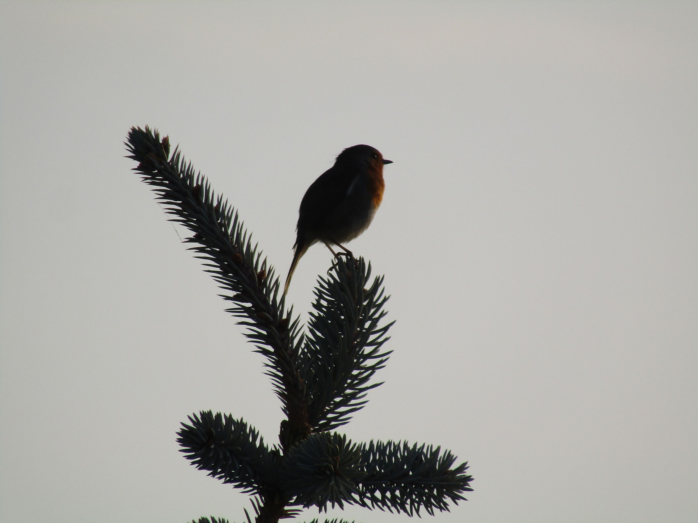 Aspettando il sole (pettirosso)