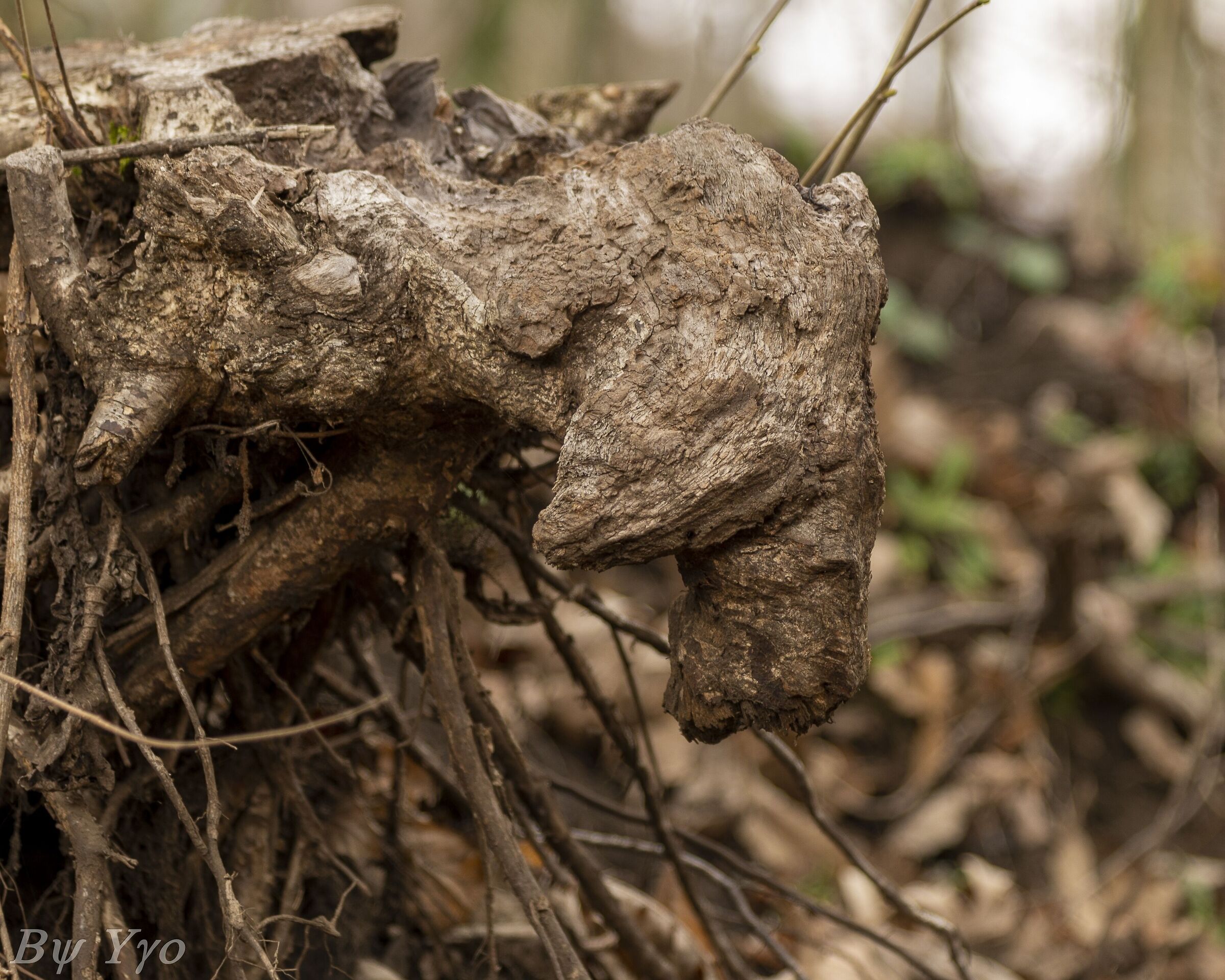 Male of the Faete -Monte Cavo-