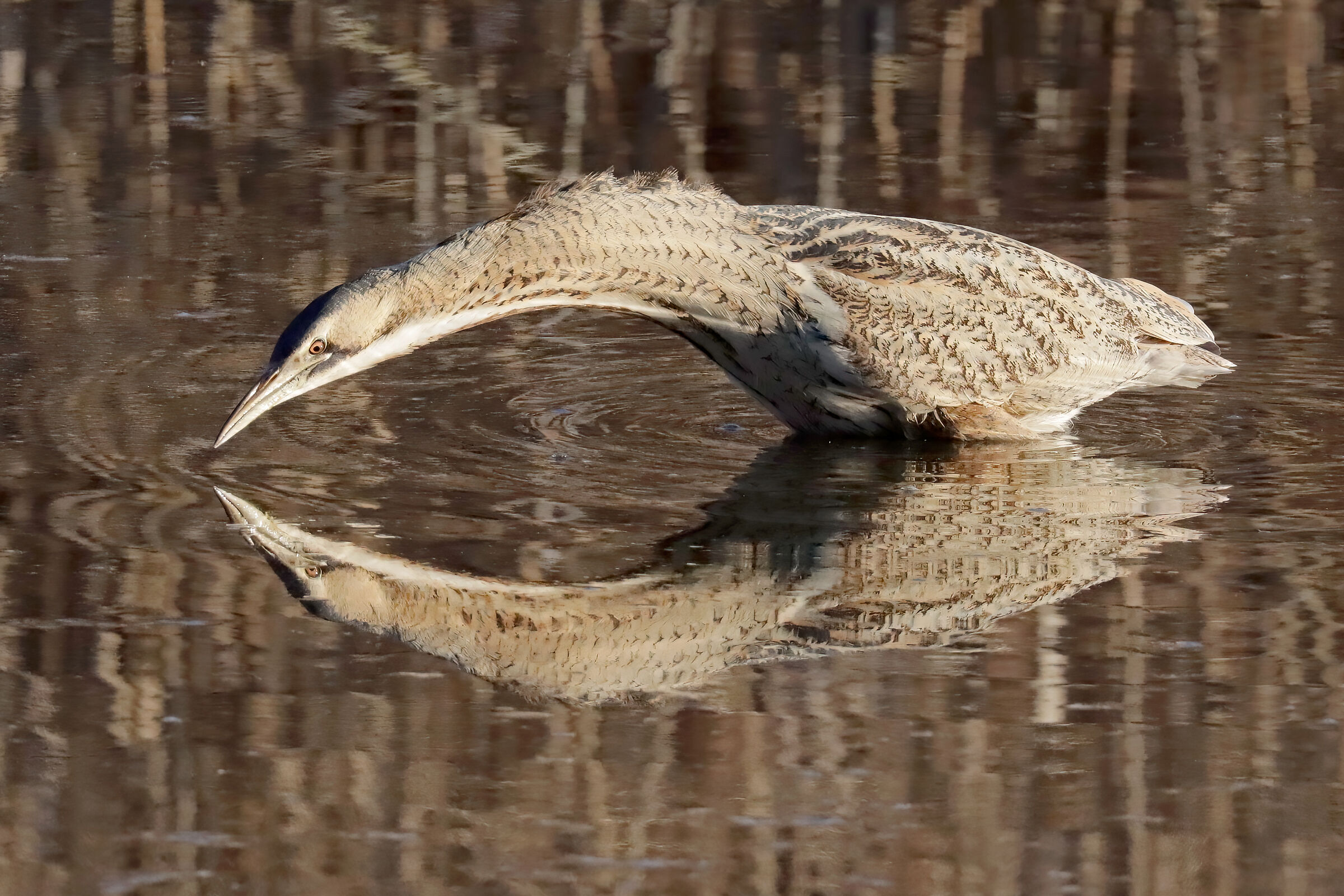 Bittern