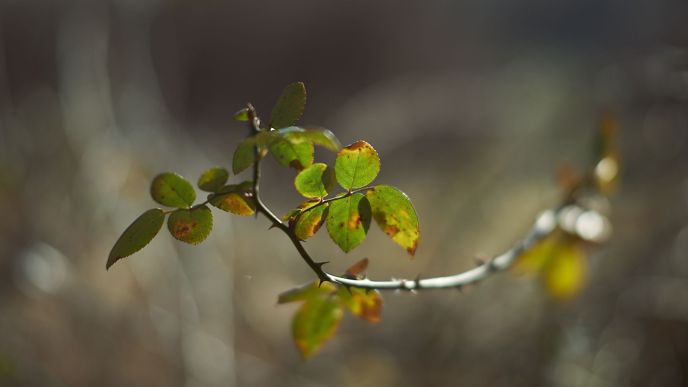 Test di bokeh e nitidezza di TTArtisan 50mm f/1.2