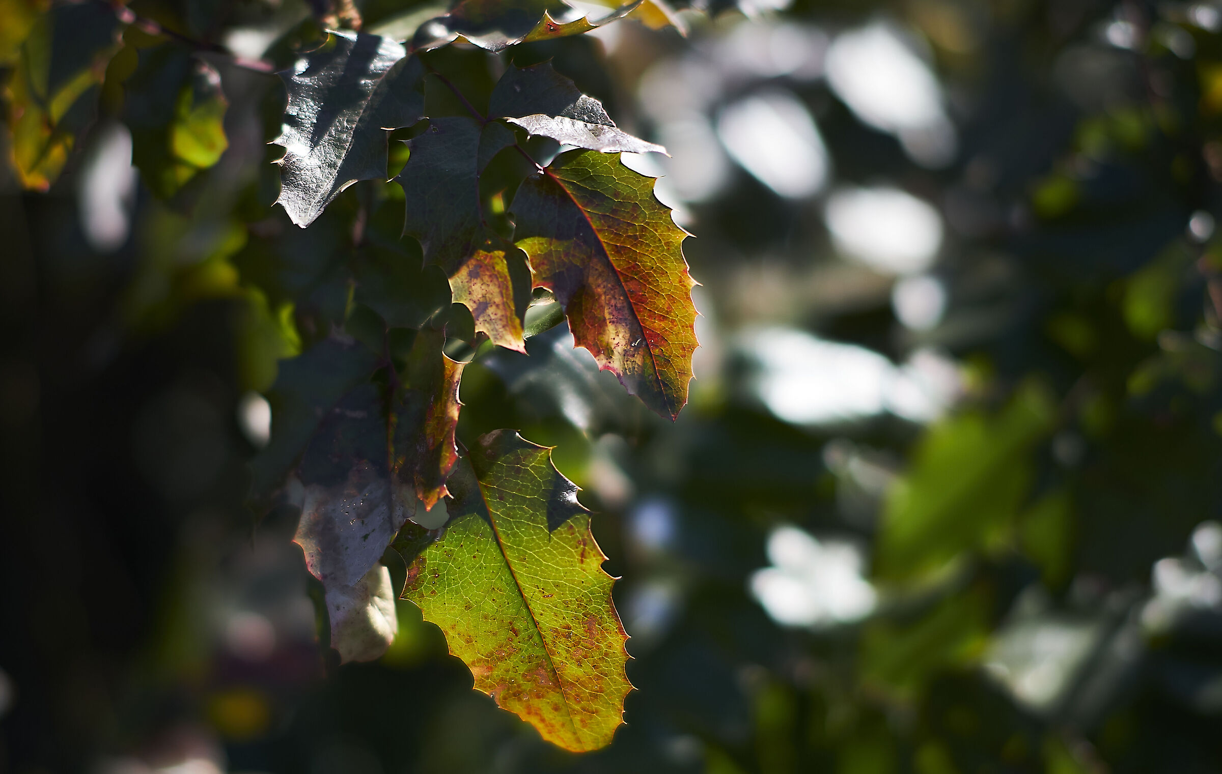 Test of bokeh and sharpness of TTArtisan 50mm f/1.2