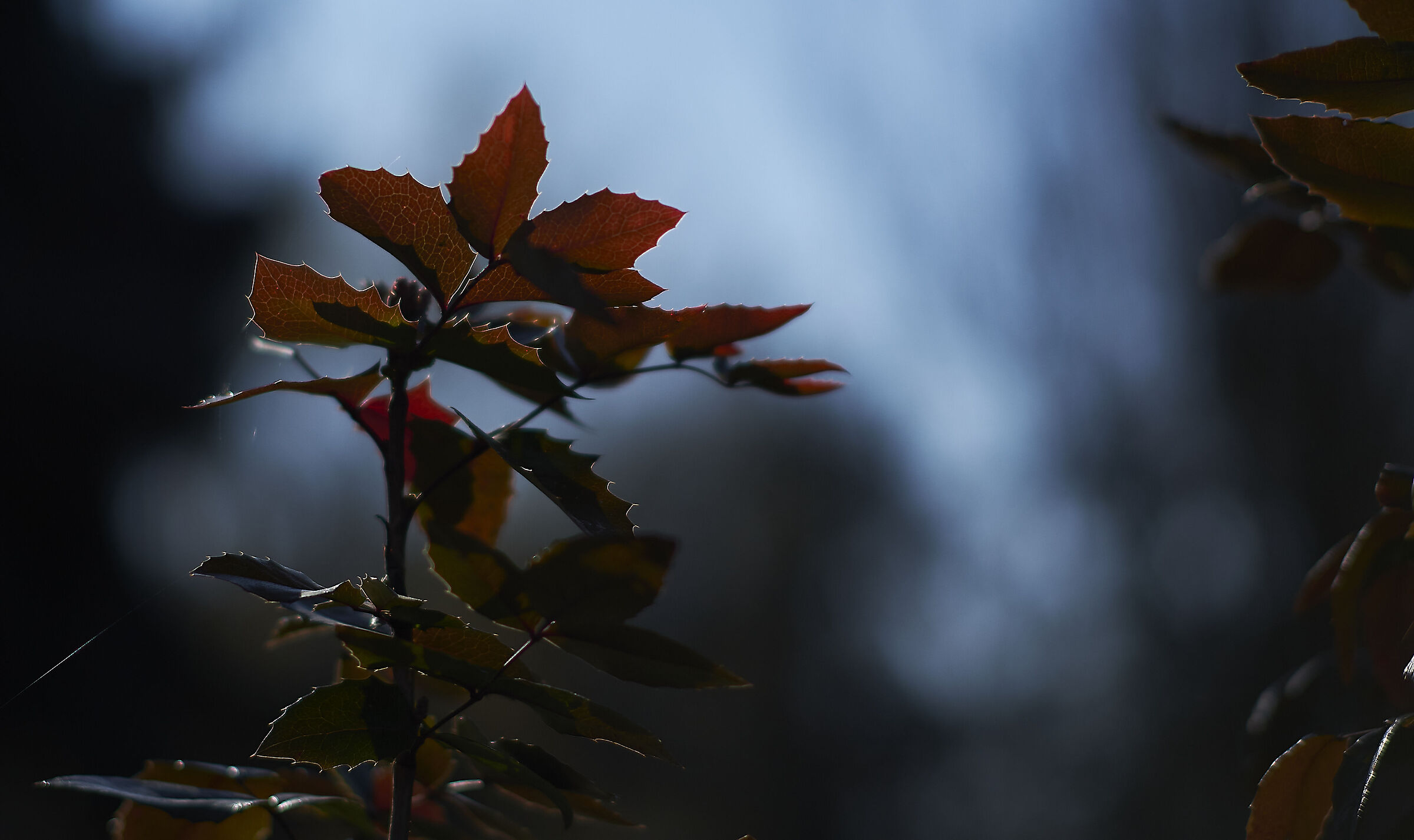 Test di bokeh e nitidezza di TTArtisan 50mm f/1.2