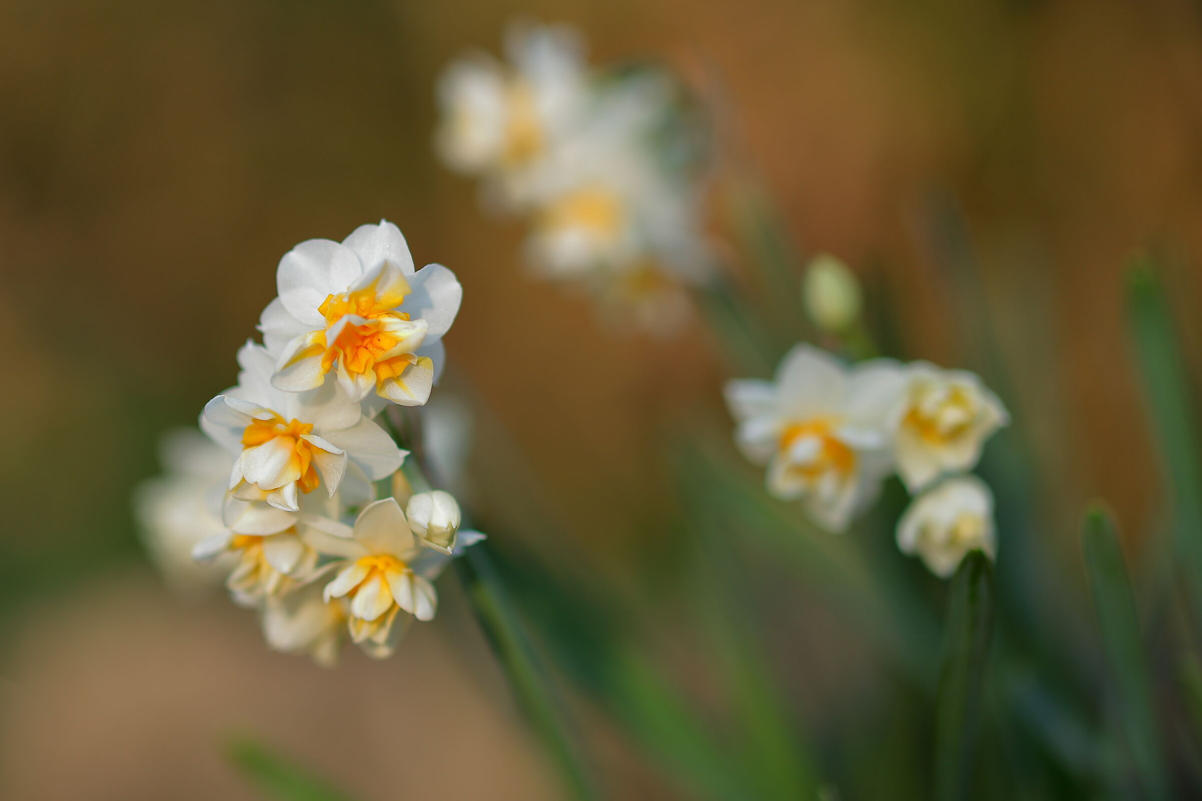I primi fiori sul finire dell'inverno