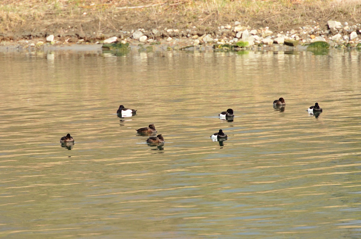 Gruppo di morette / morette grigie
