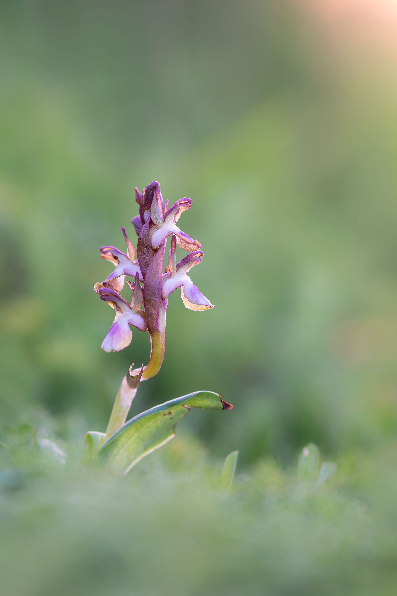 Anacamptis collina 2