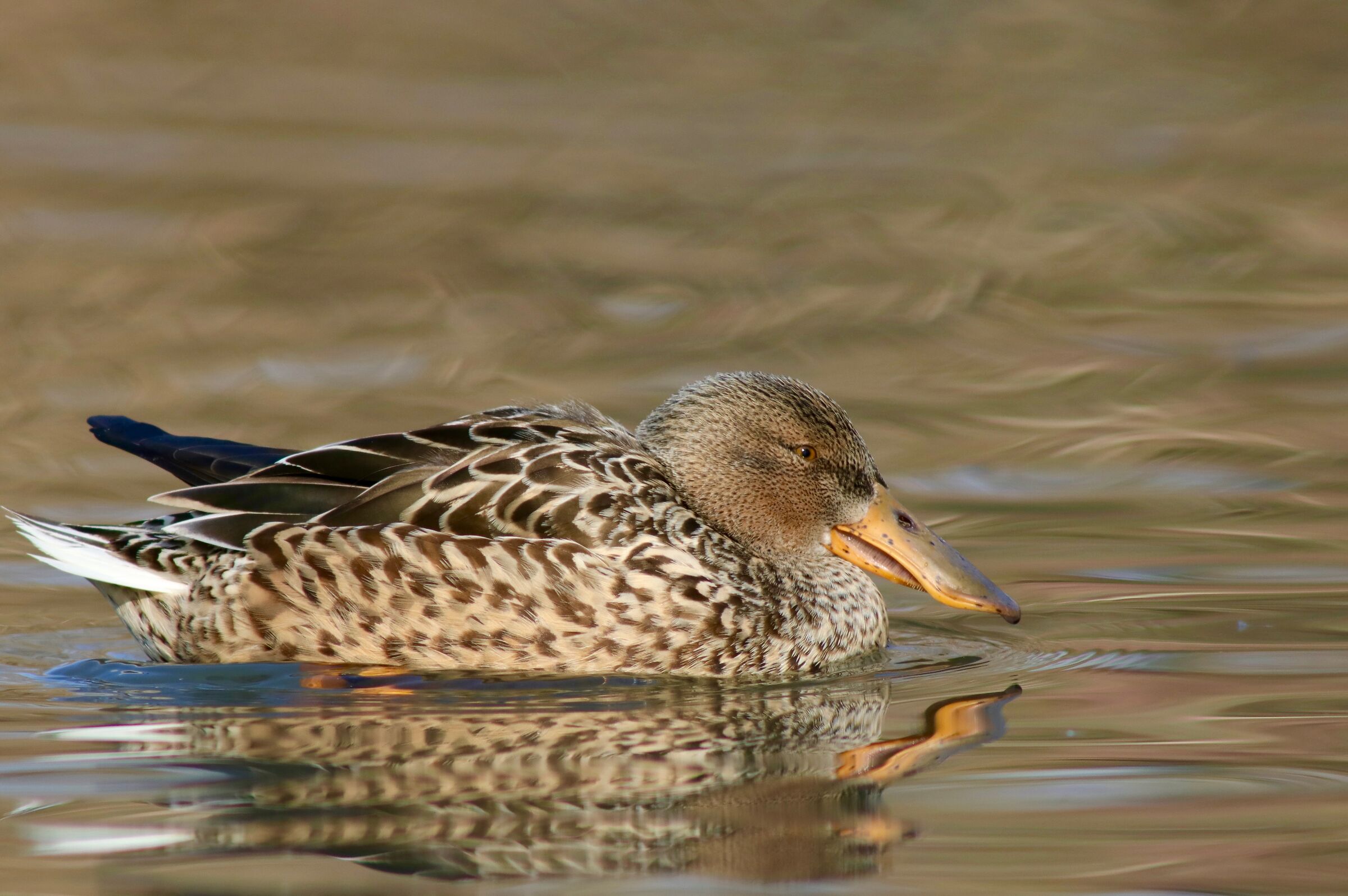 Femmina di mestolone