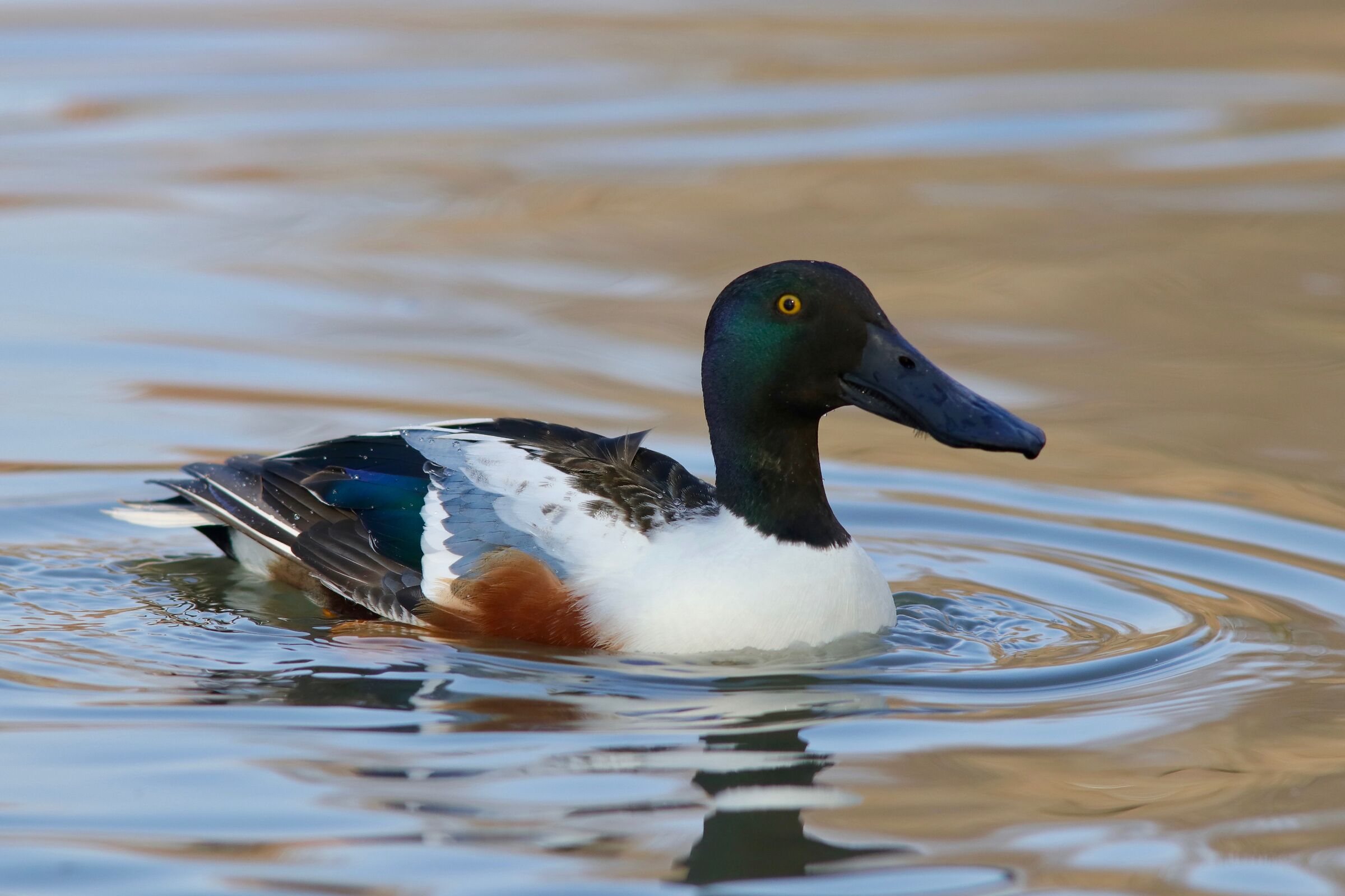 Male of ladle
