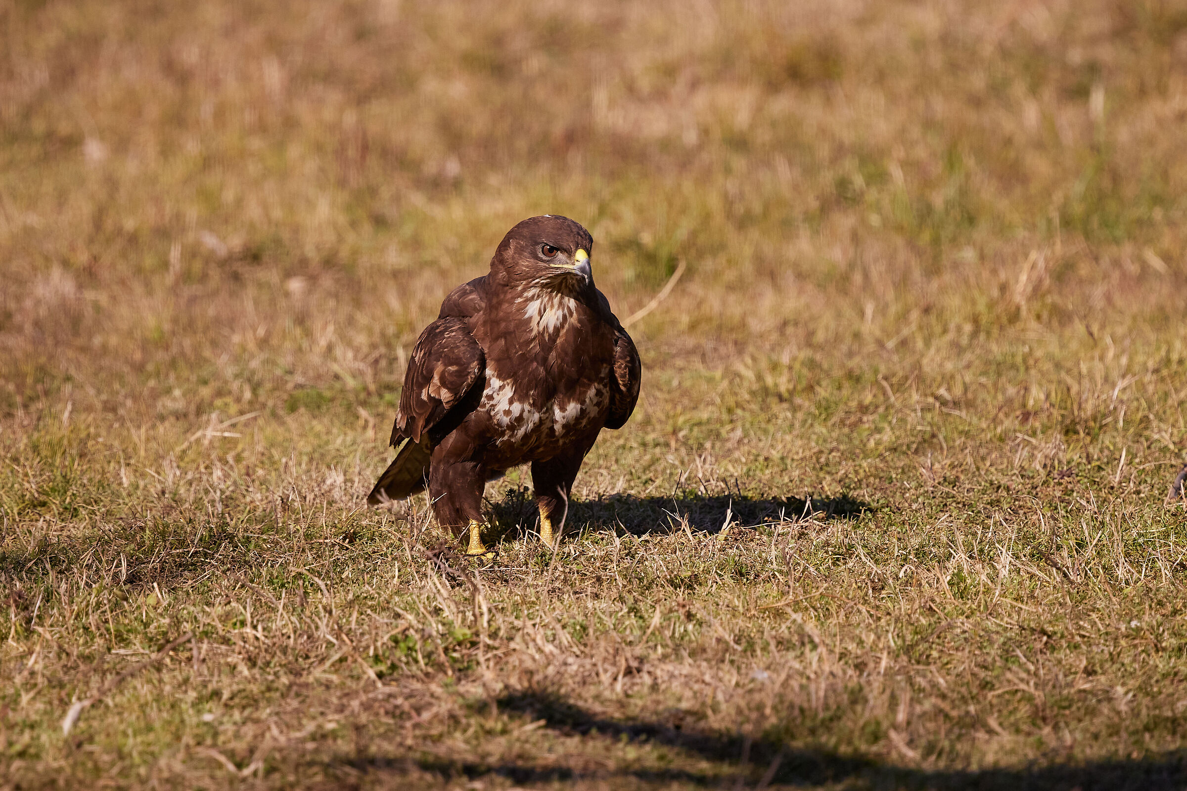 Other Buzzard
