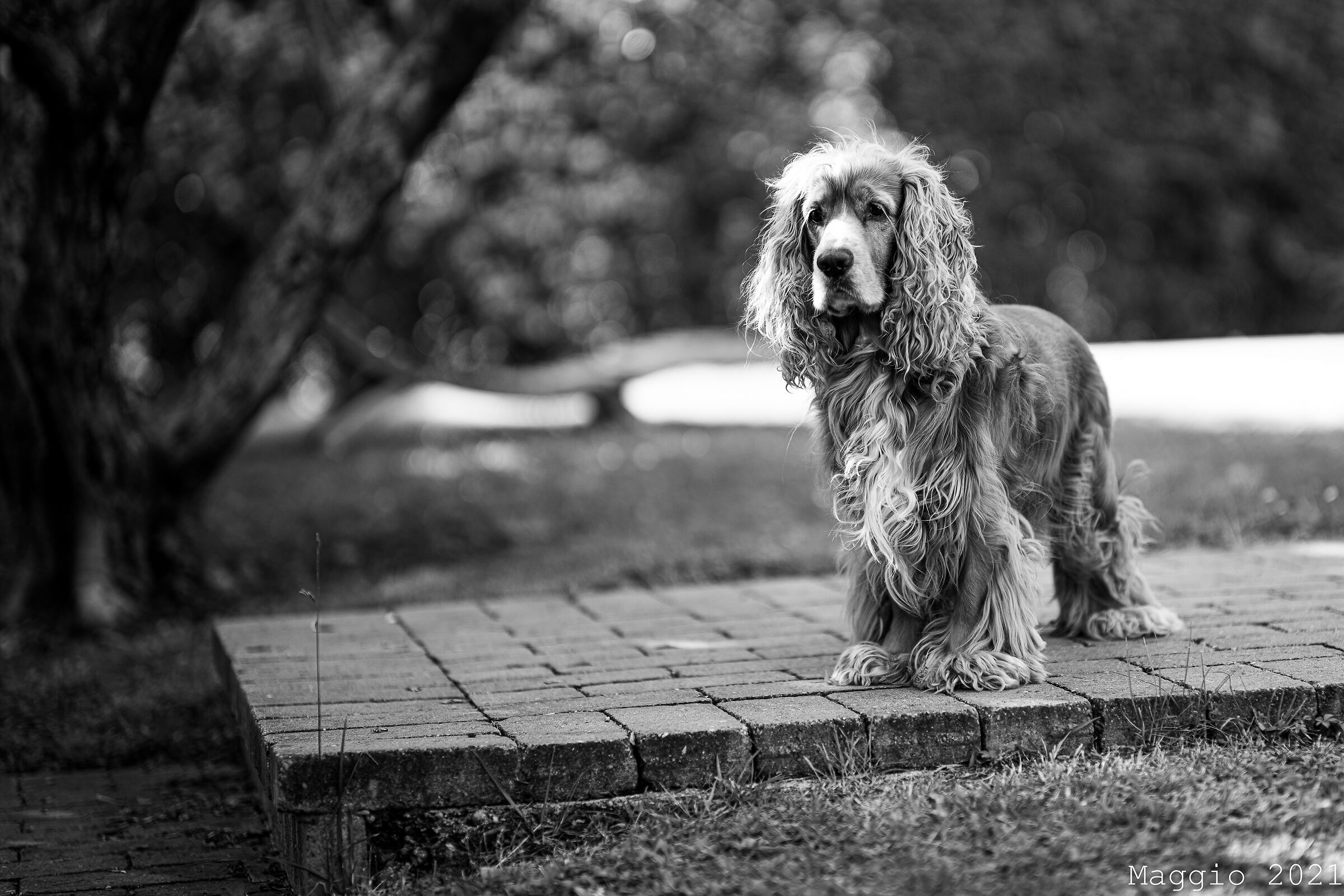 Gustavo aspetta il postino