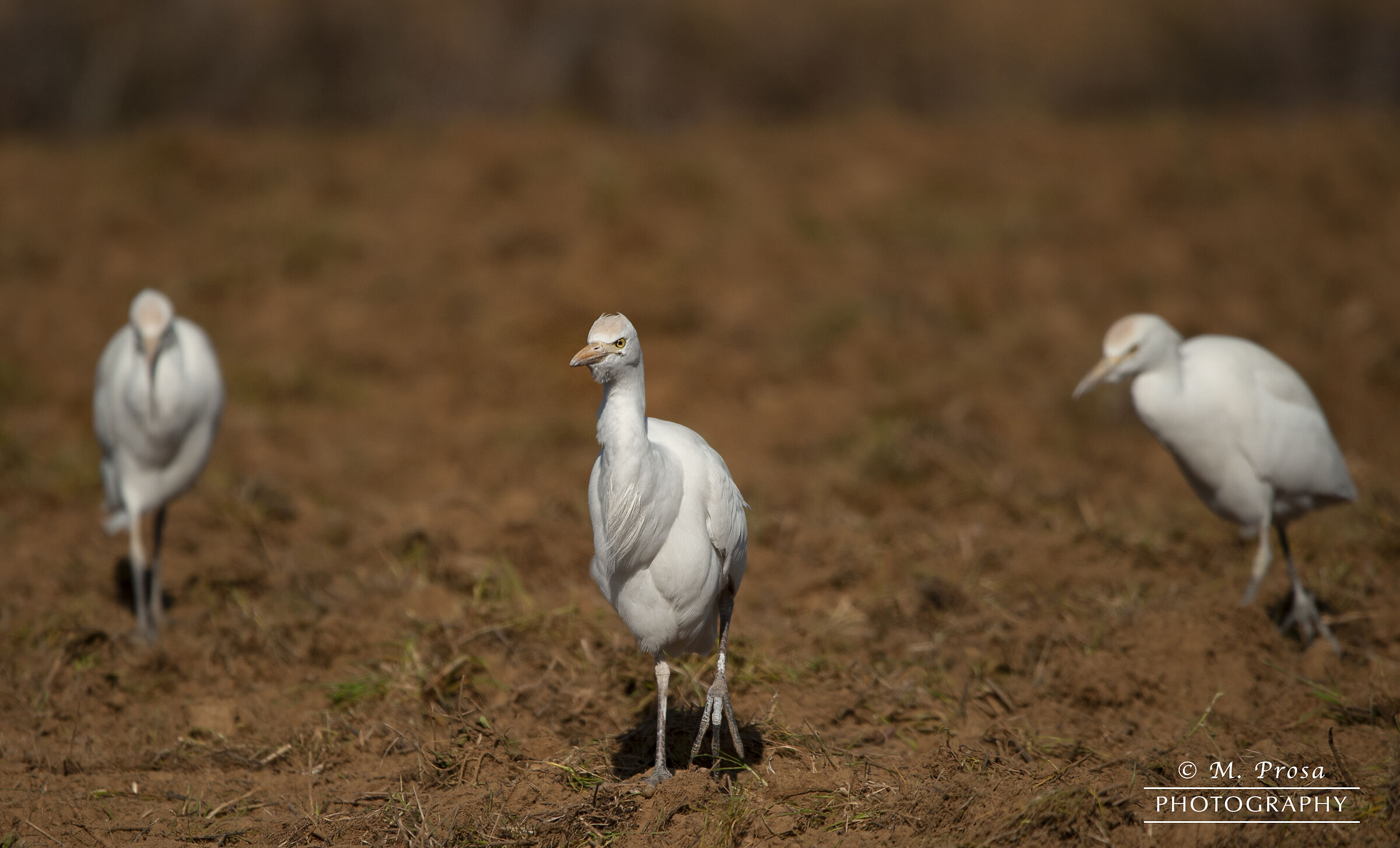 Airone Guardiabuoi (Bubulcus Ibis)