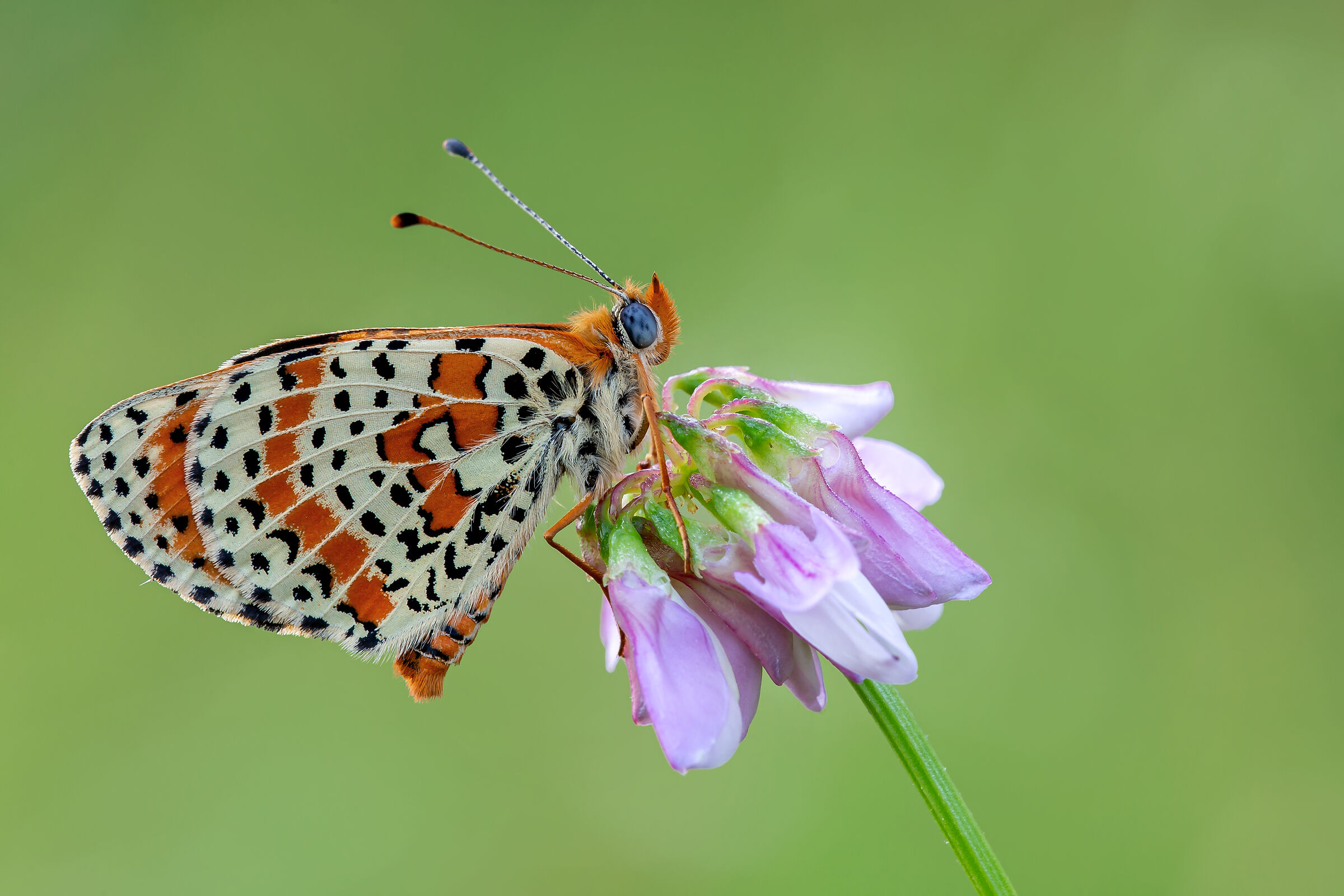 Melitaea Dydima