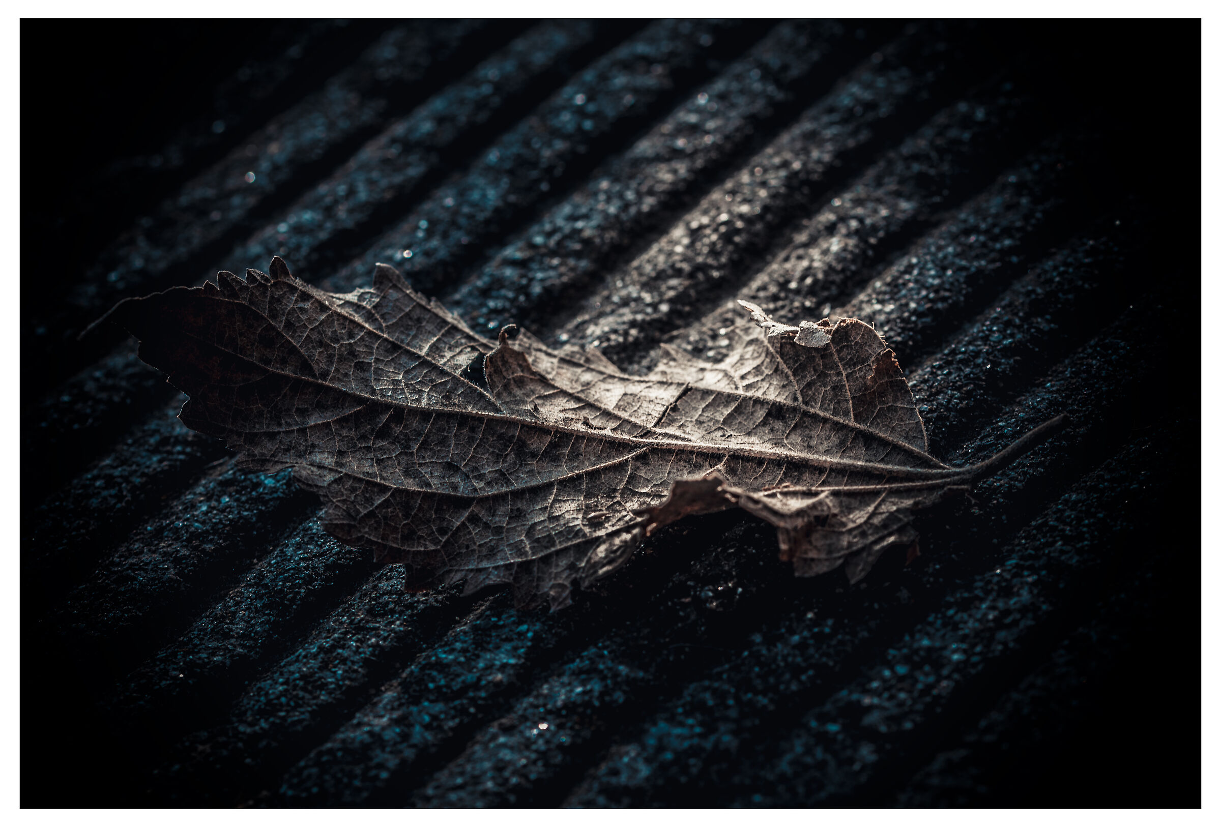 Last leaf of last year