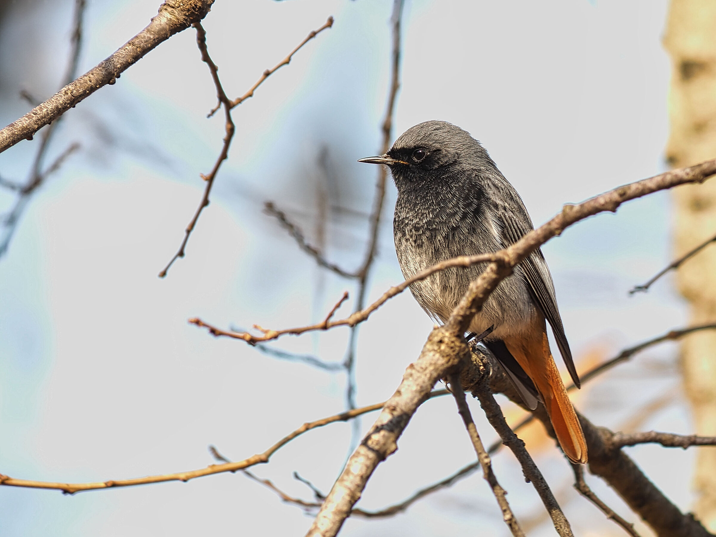 Redstart chimney sweep ( Phoenicurus ochruros )