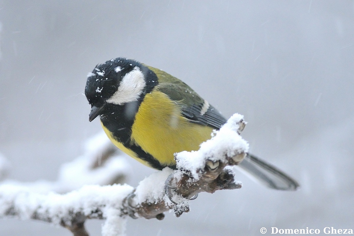 Great Tit