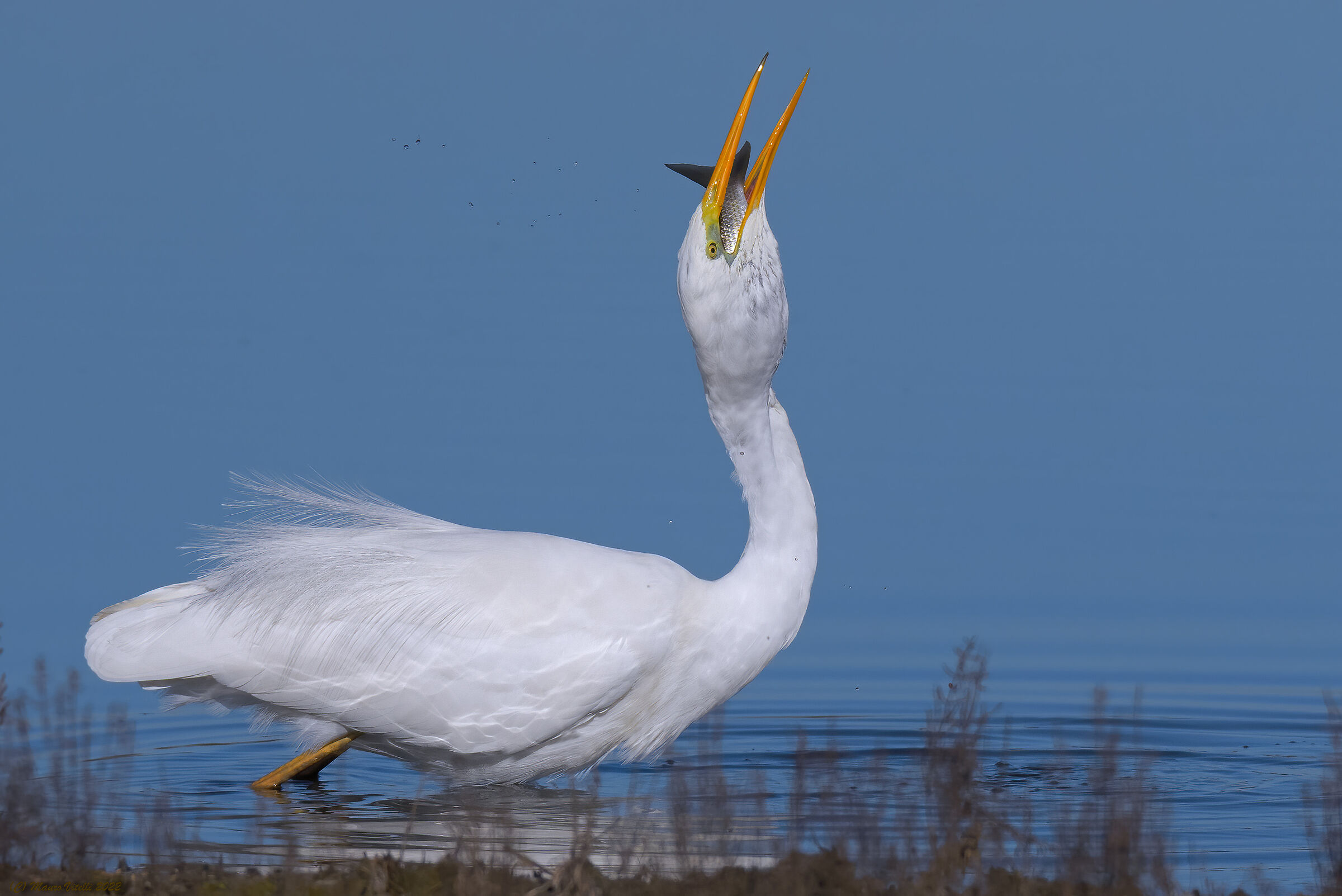 Greedy.... (Greater white heron)