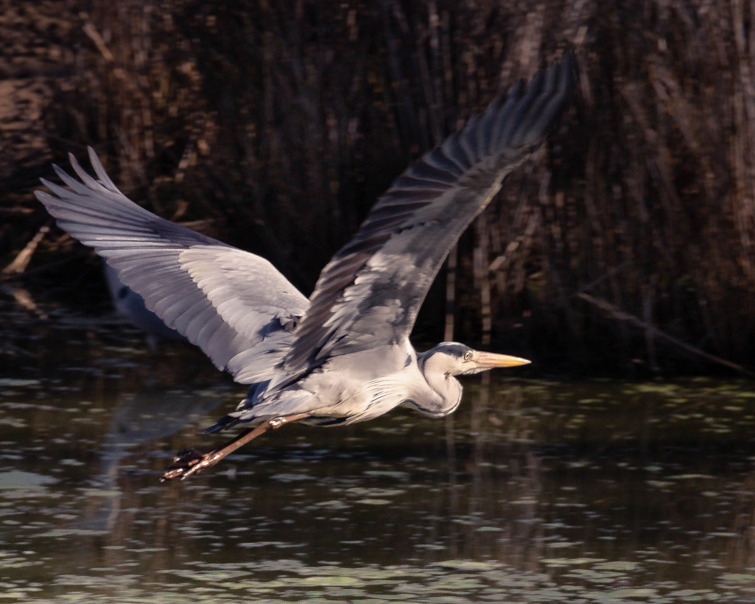 In Flight