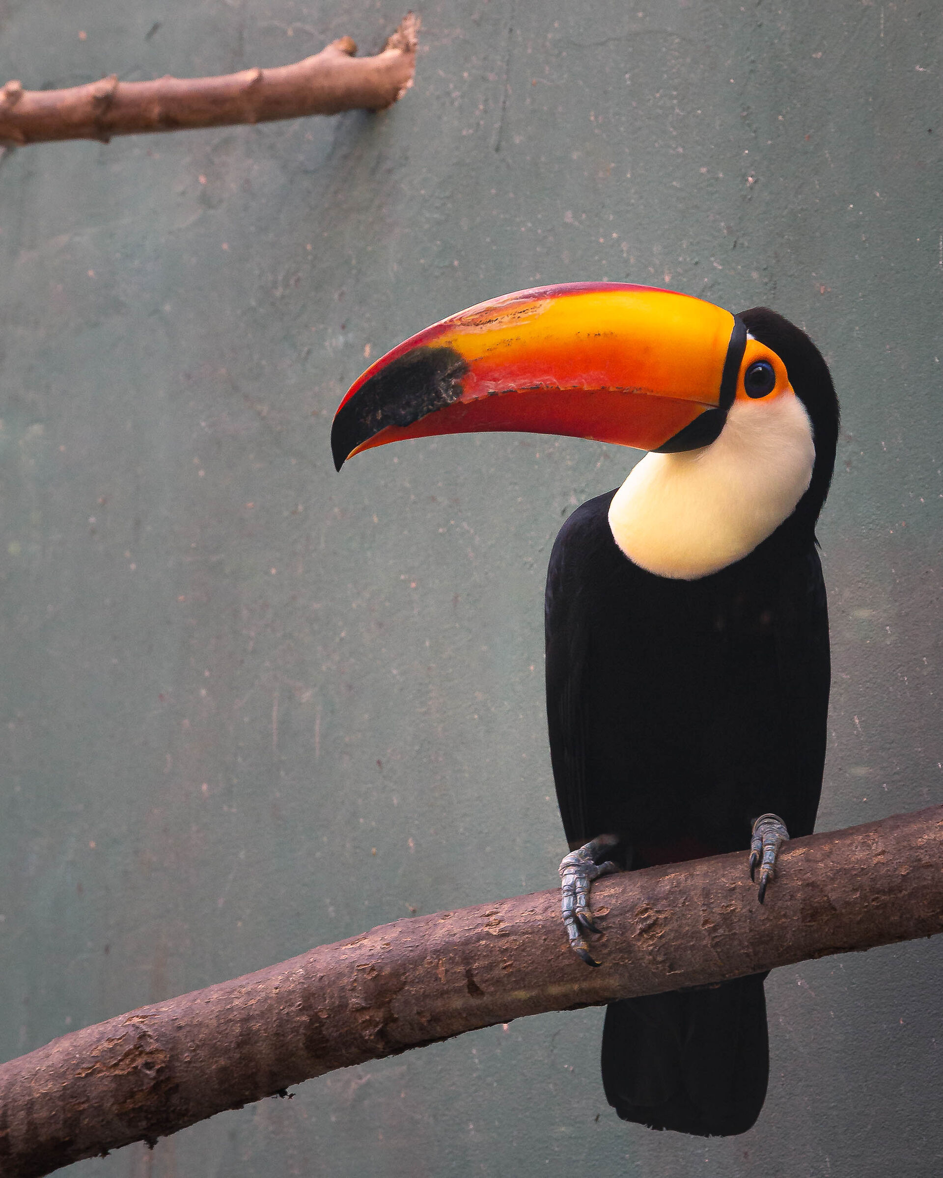 Toucan
