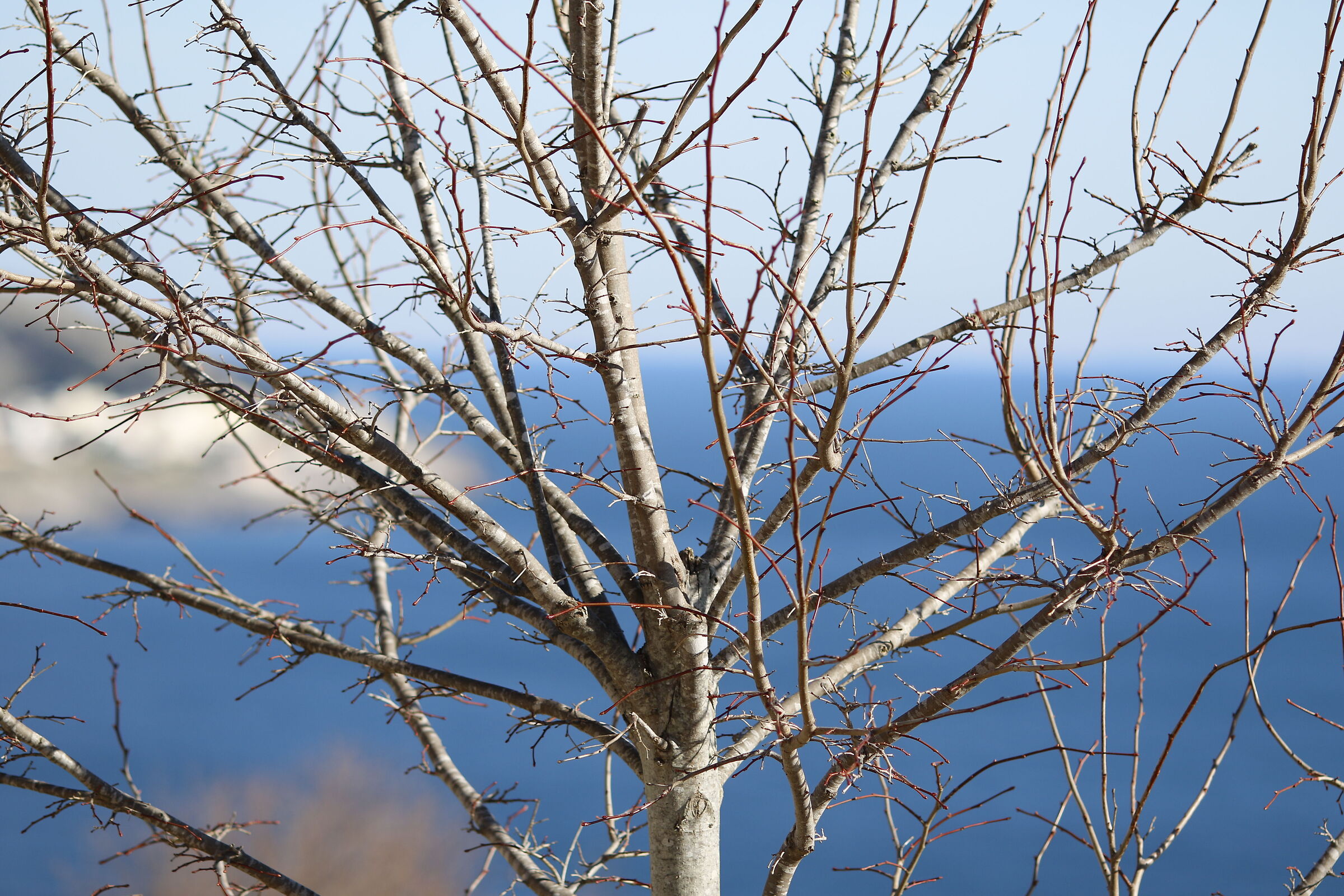 Canon 7d I I- 135 F.2 L USM