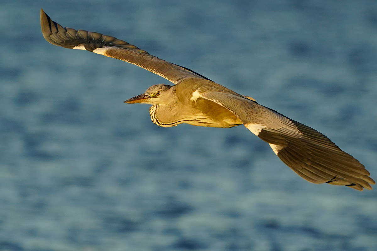 Airone cenerino Juv.