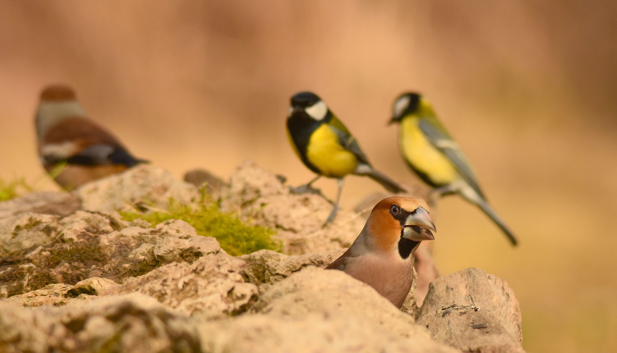 Frosone con sfondo di cinciallegra