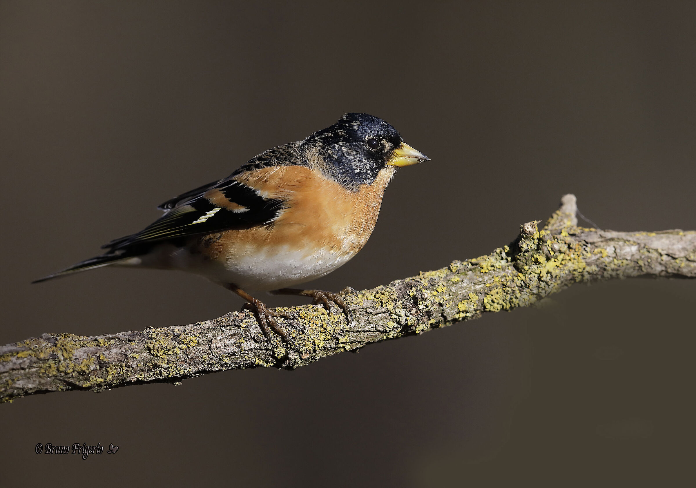 brambling